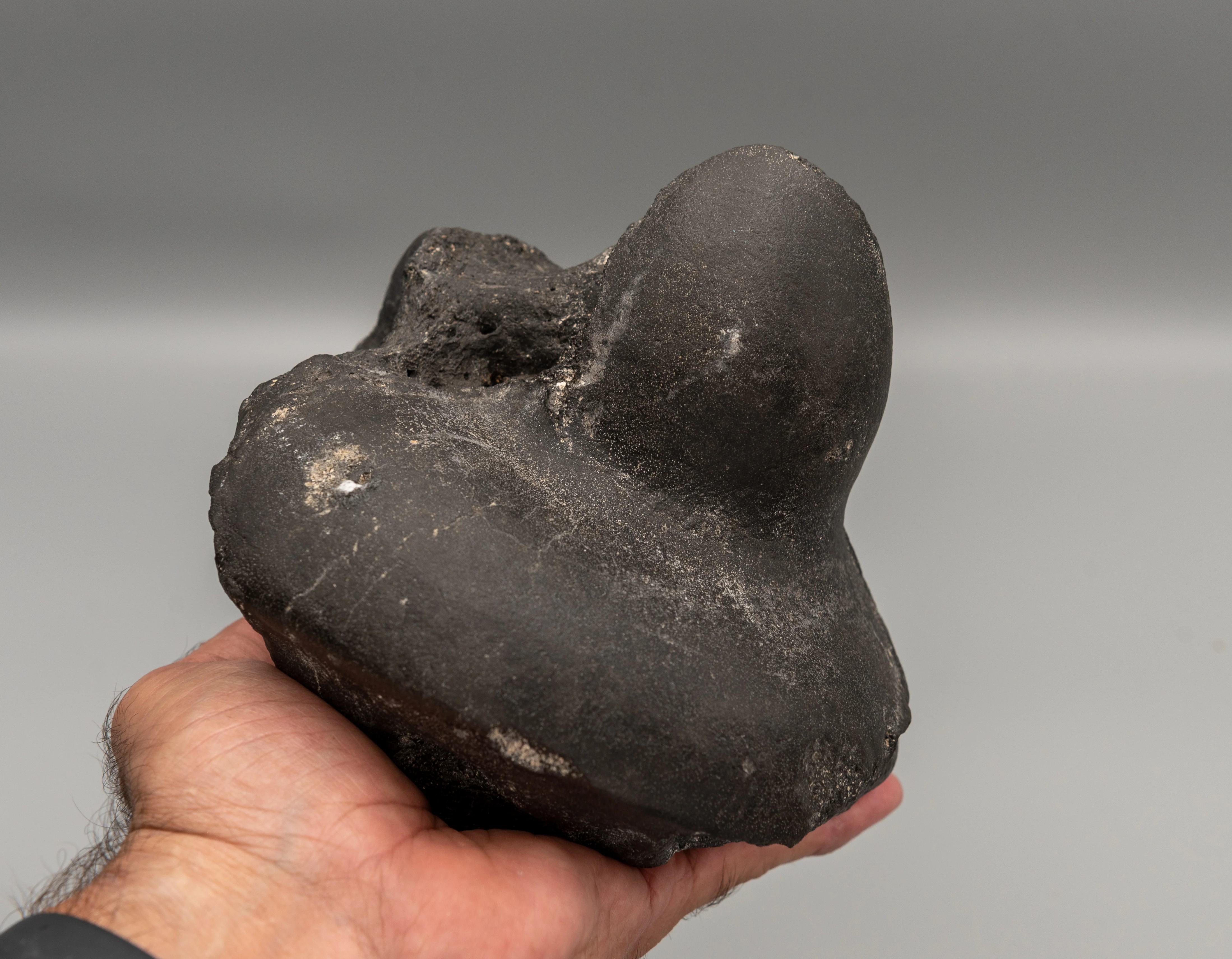 Eremotherium Fossil Giant Sloth Astralagus & Navicular - Image 4