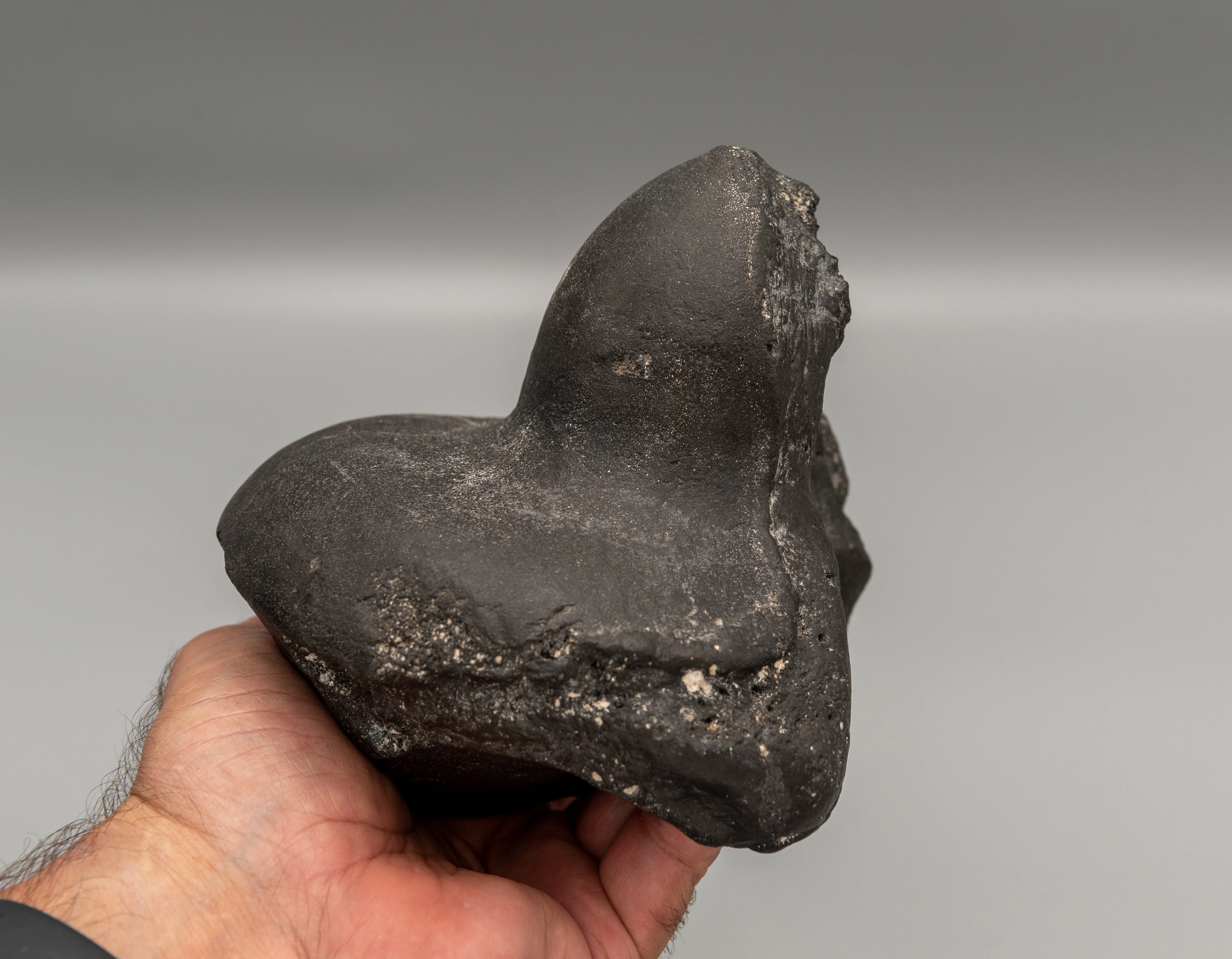 Eremotherium Fossil Giant Sloth Astralagus & Navicular - Image 5
