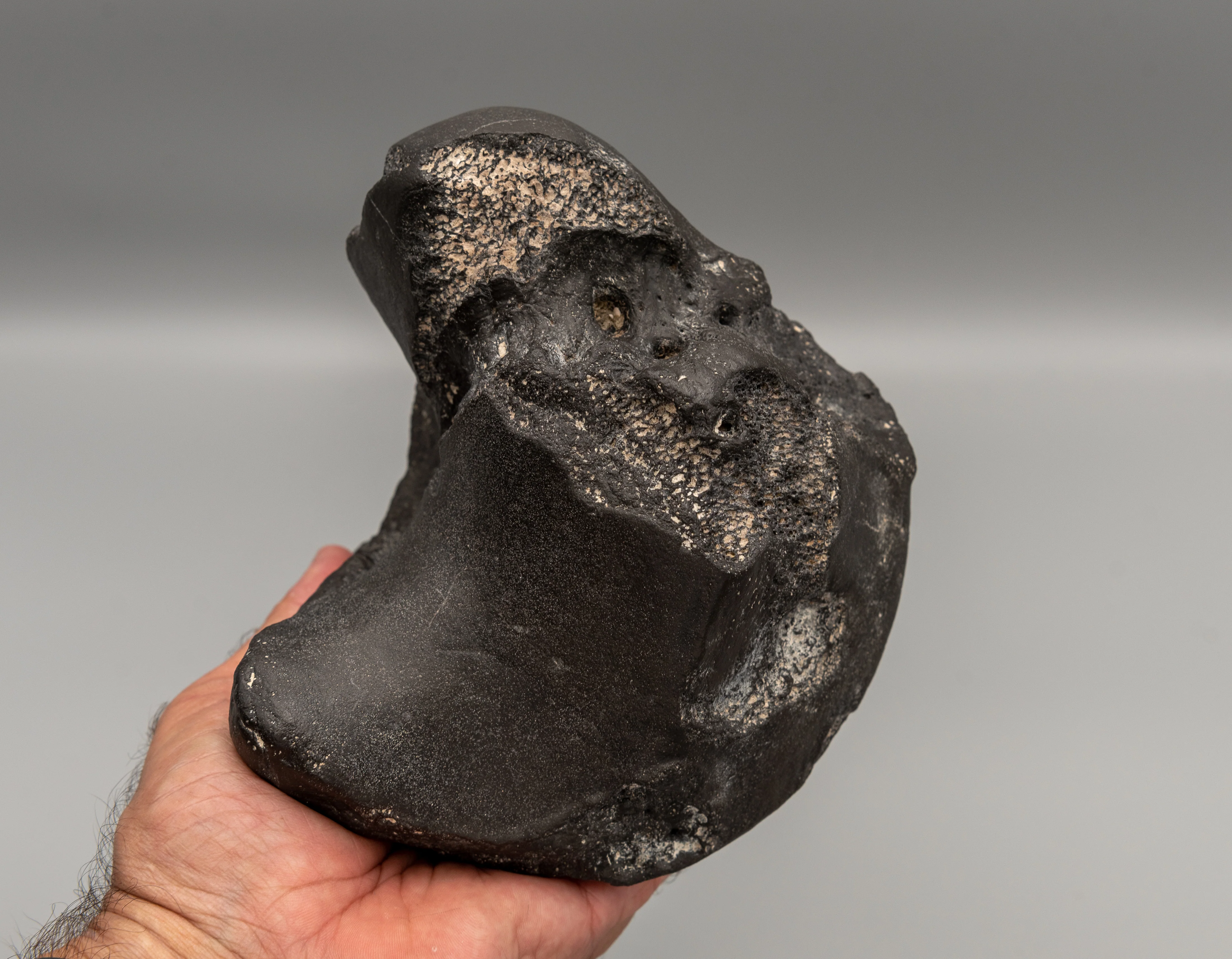 Eremotherium Fossil Giant Sloth Astralagus & Navicular - Image 6