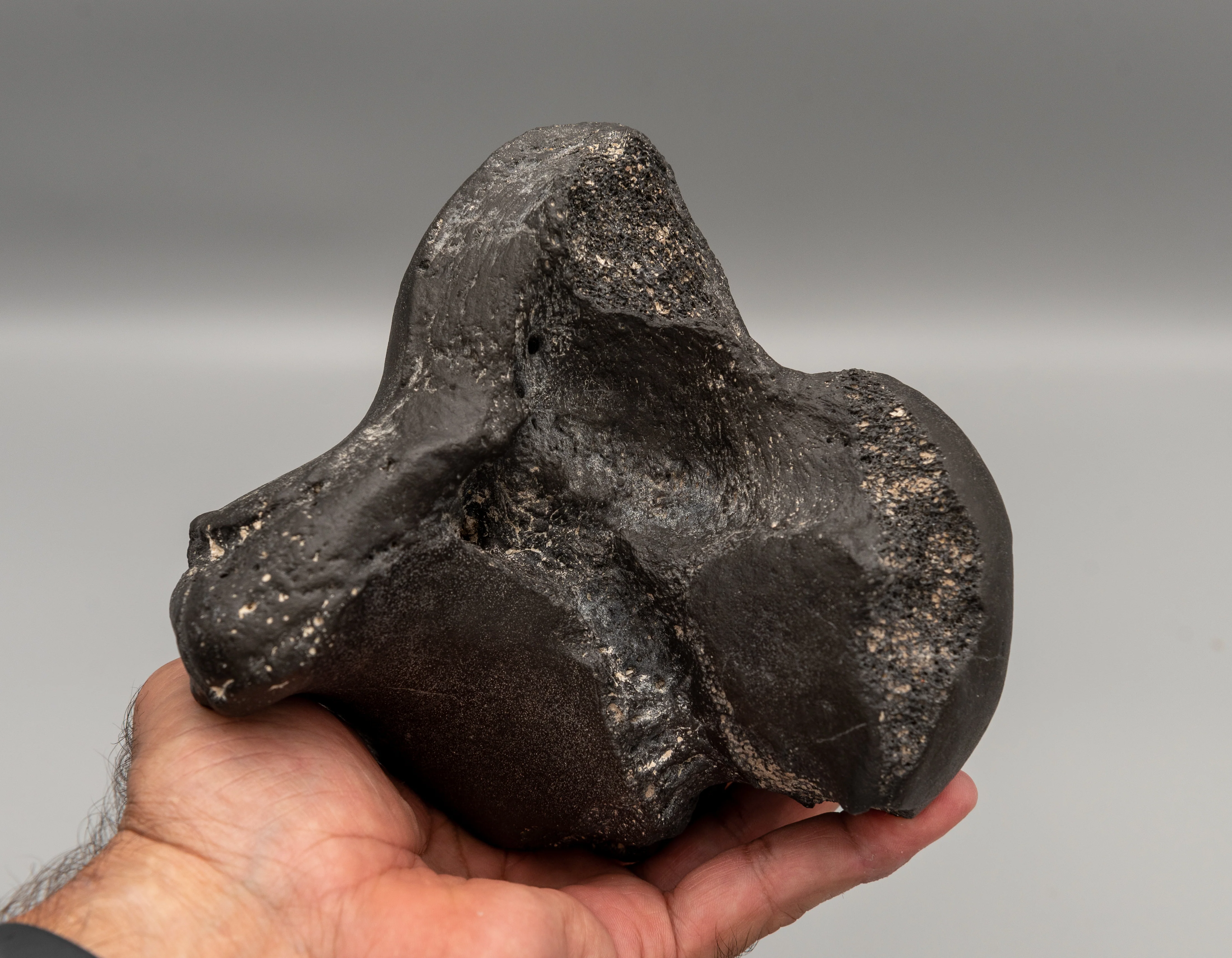Eremotherium Fossil Giant Sloth Astralagus & Navicular - Image 7