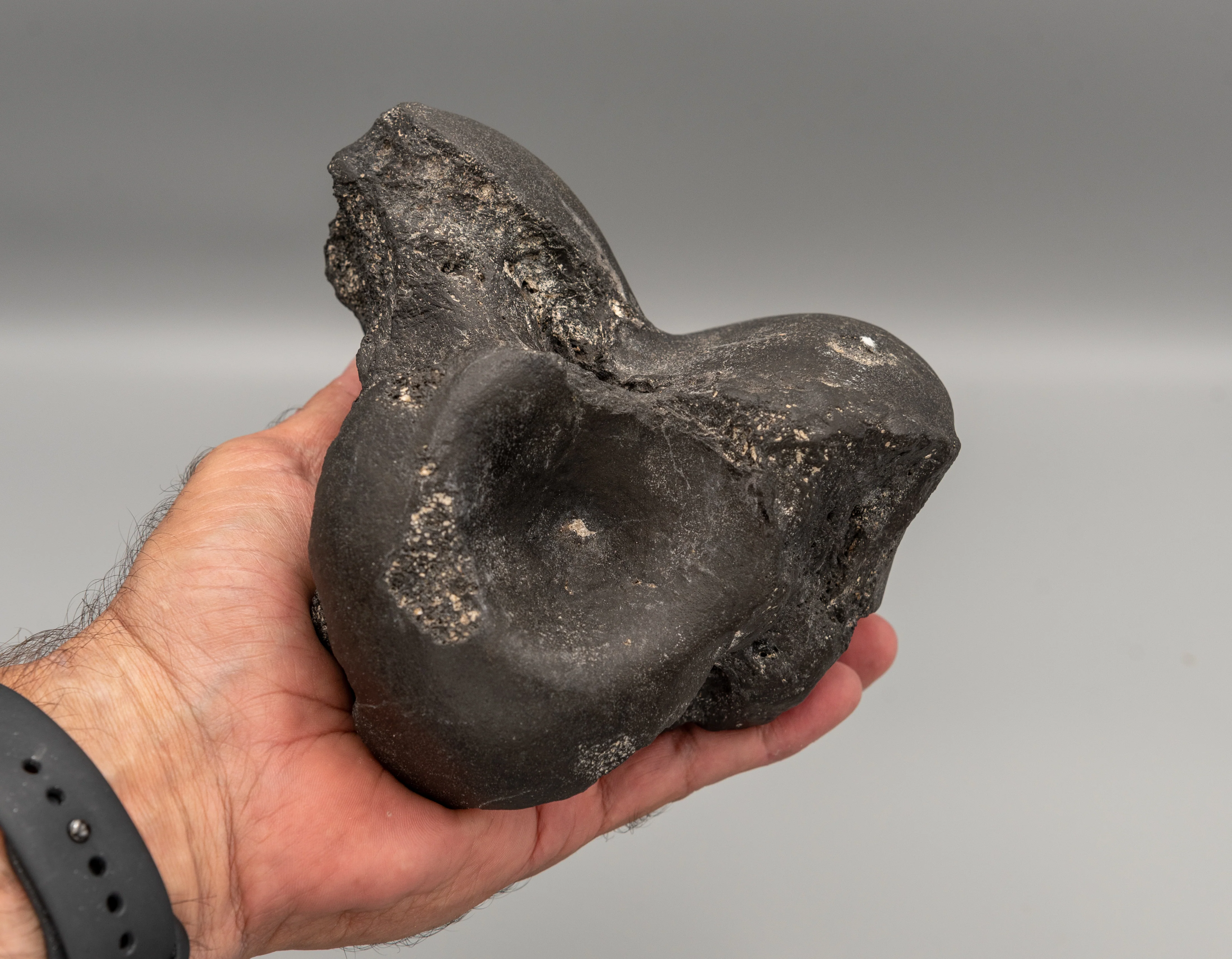 Eremotherium Fossil Giant Sloth Astralagus & Navicular - Image 8