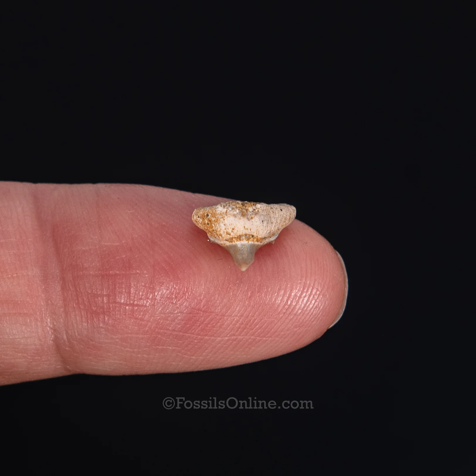 Extinct Megamouth tooth .38" - Image 2
