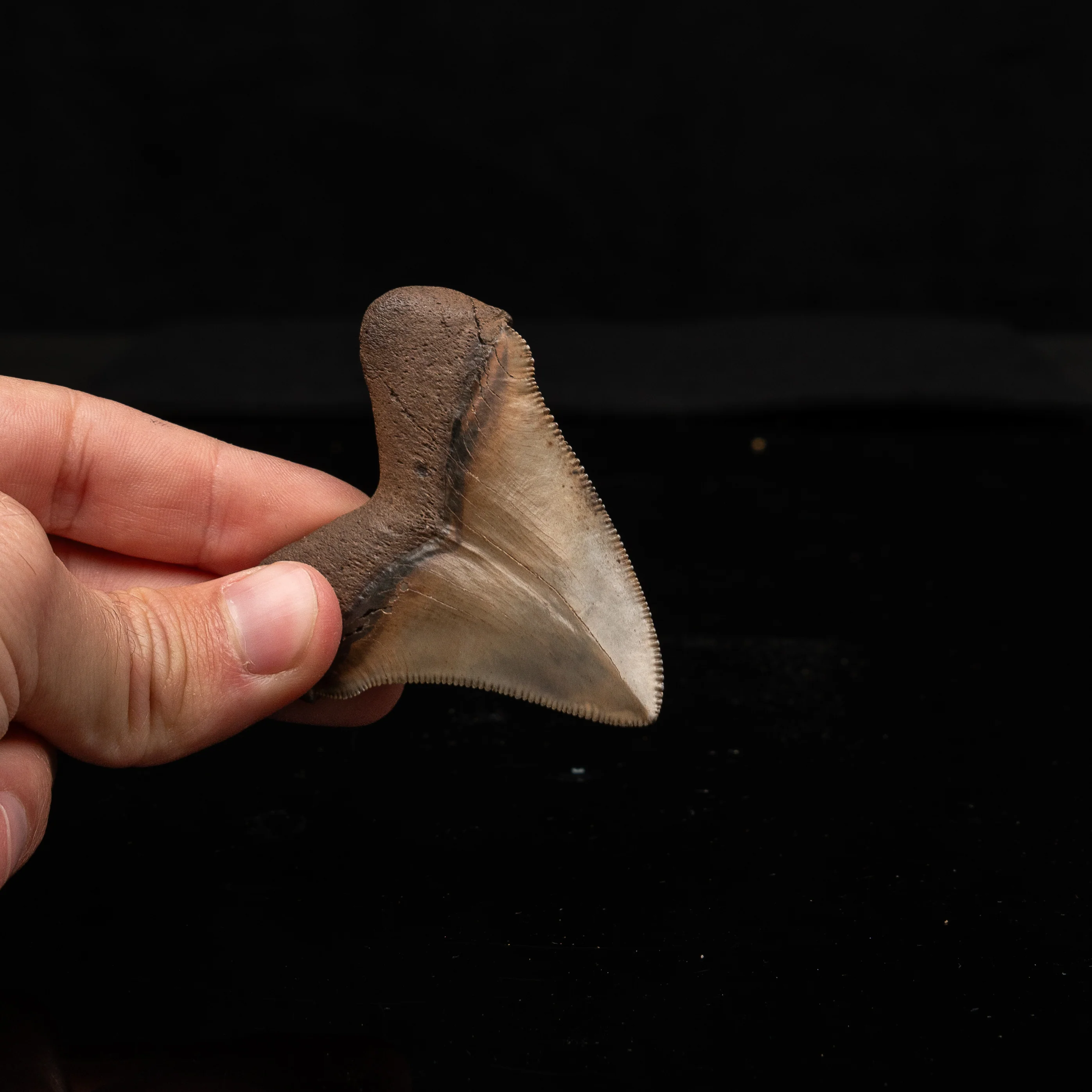 Fine Peace River Chubutensis 2.71" - Image 3
