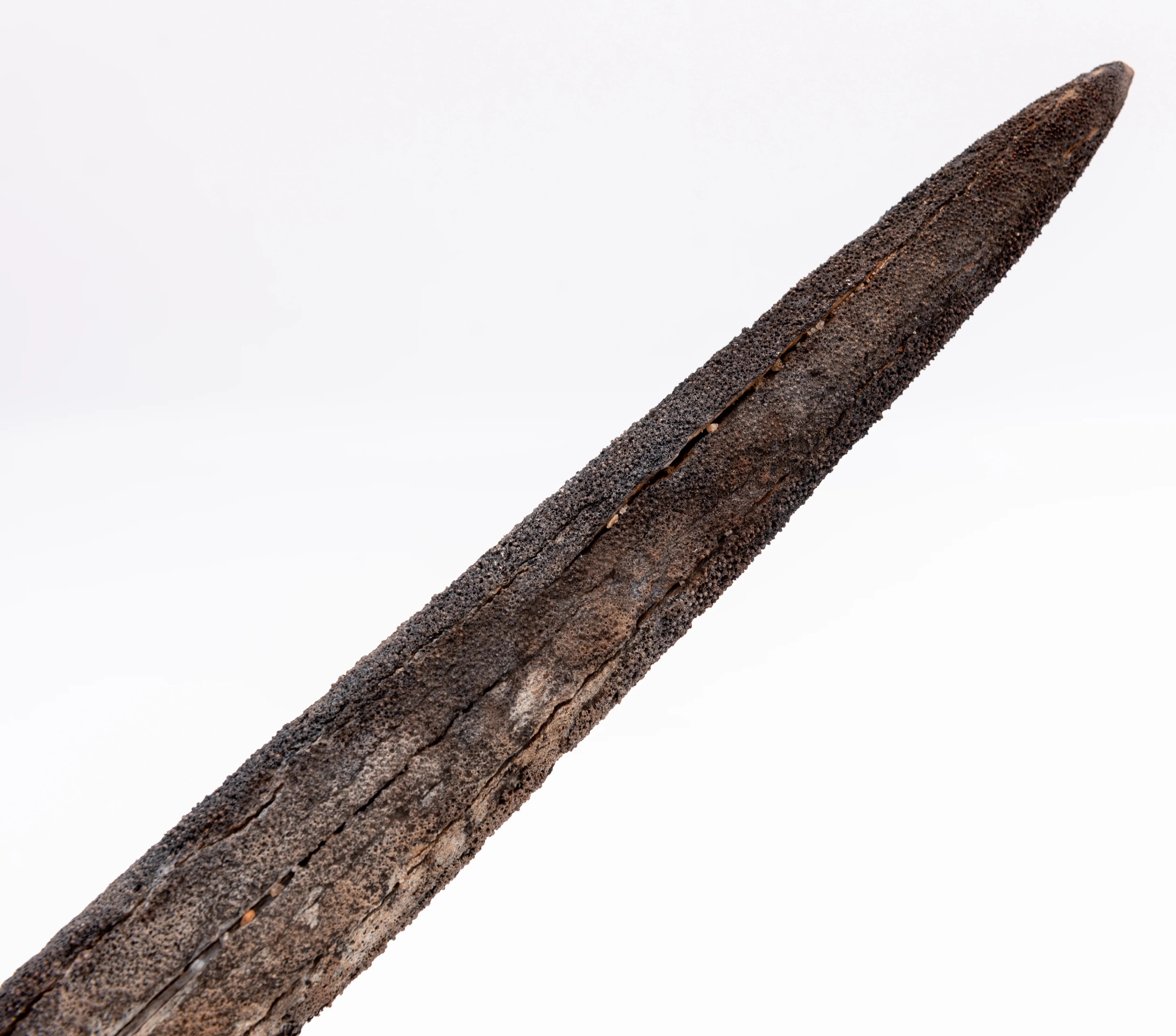 Finest Fossil Marlin Bill Billfish Fossil Deep Sea Fishing - Image 3