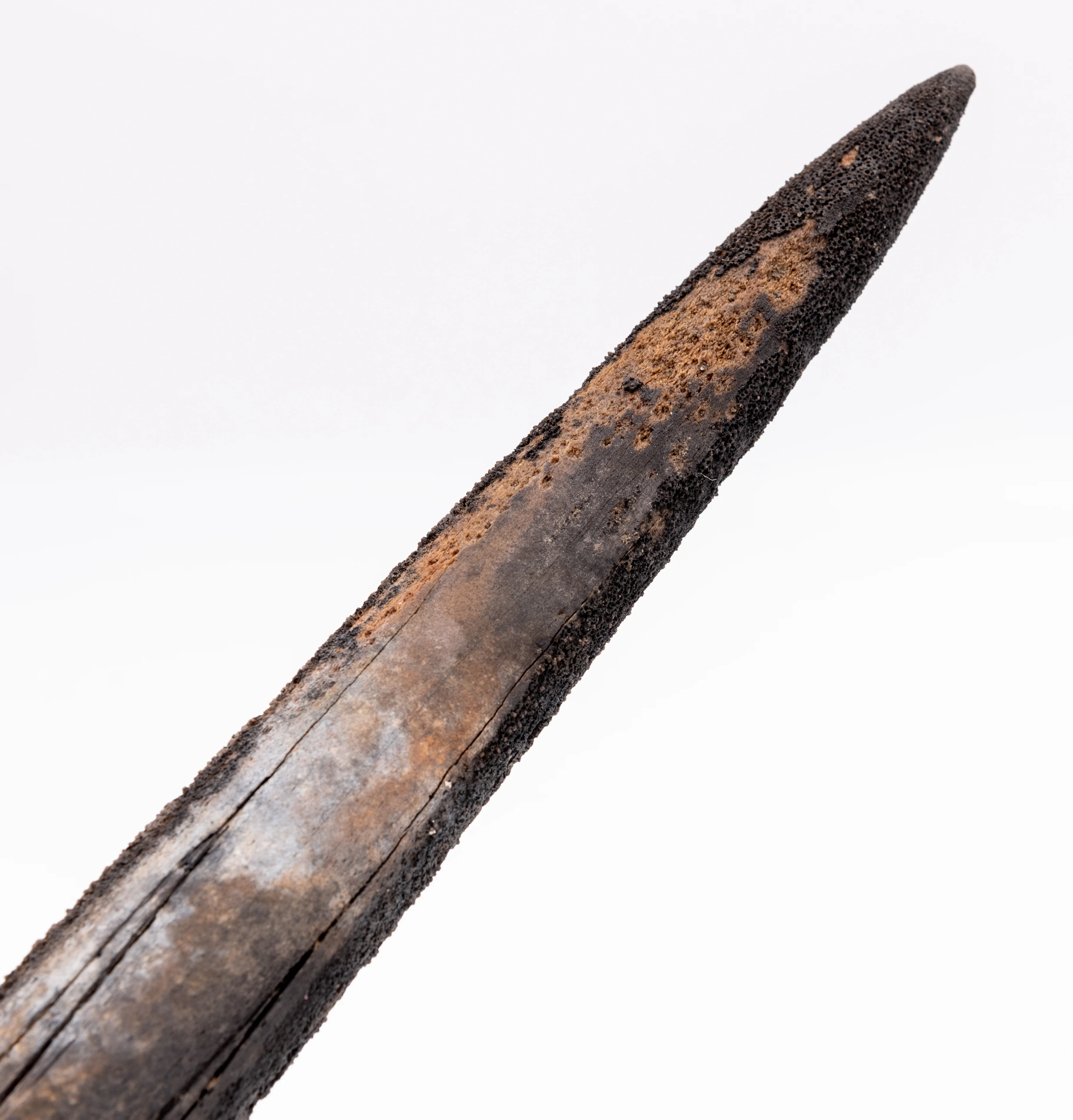 Finest Fossil Marlin Bill Billfish Fossil Deep Sea Fishing - Image 4