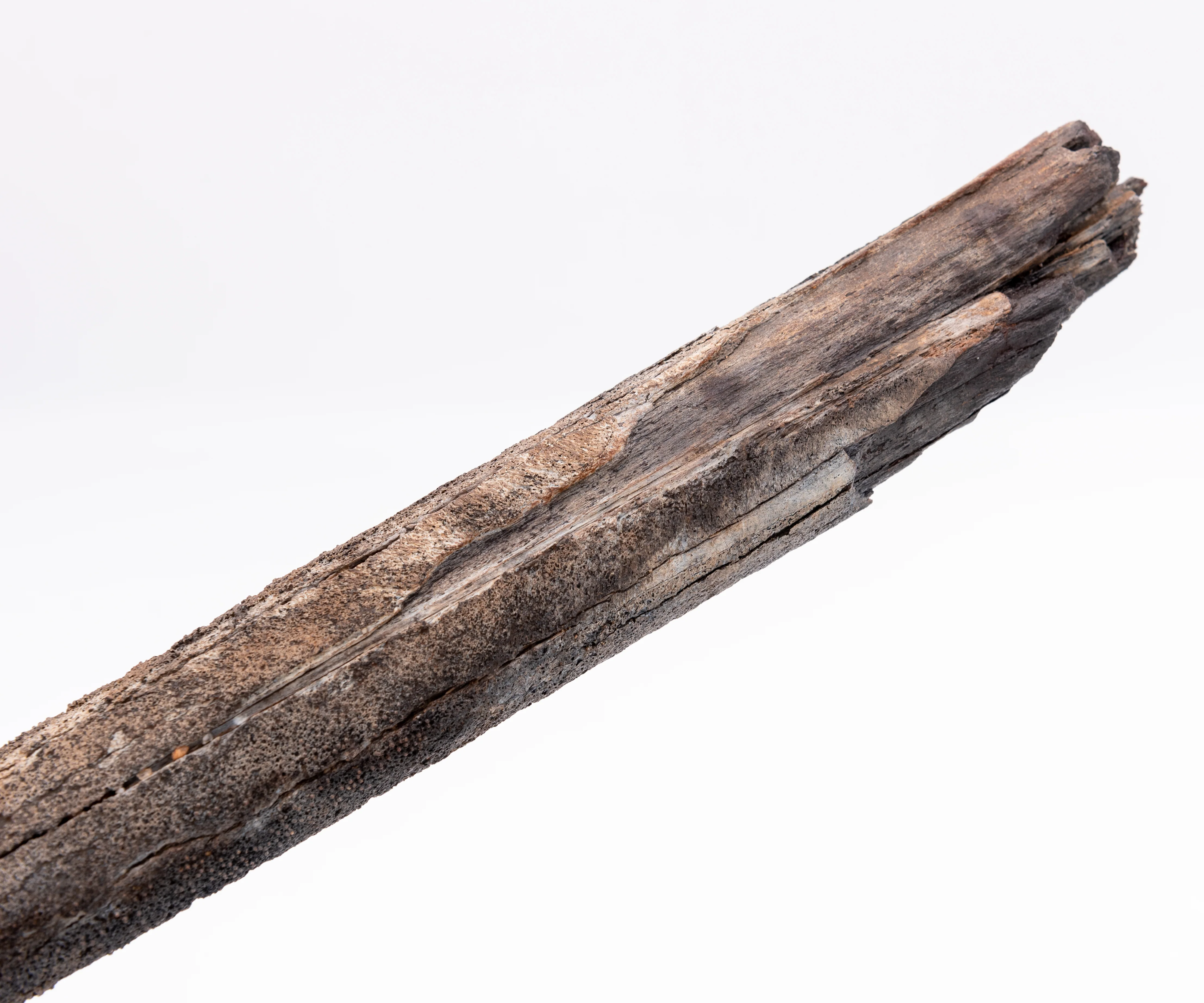 Finest Fossil Marlin Bill Billfish Fossil Deep Sea Fishing - Image 5