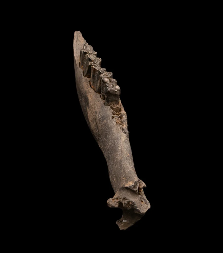 Florida Fossil Bison Jaw - Image 3