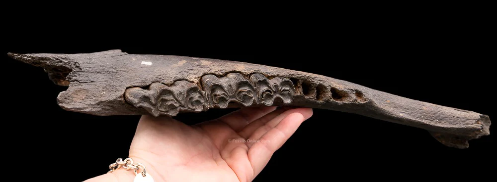 Florida Fossil Bison Jaw - Image 4