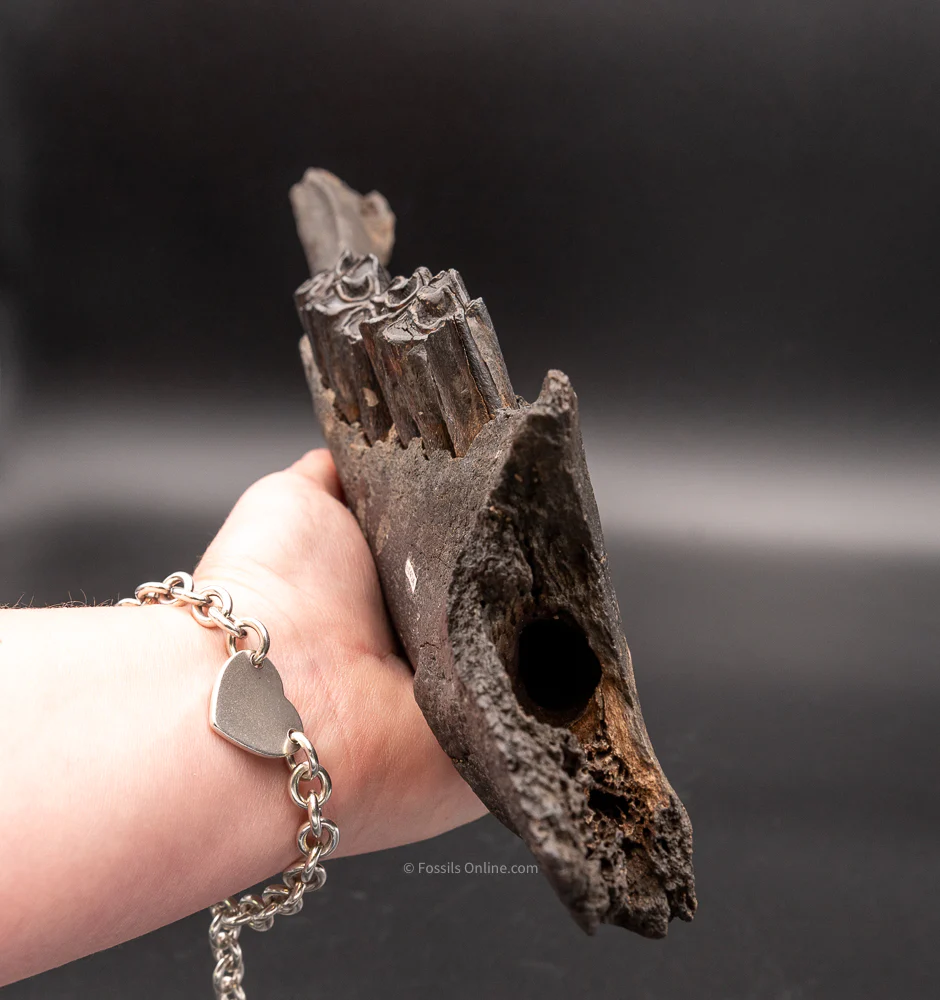 Florida Fossil Bison Jaw - Image 5