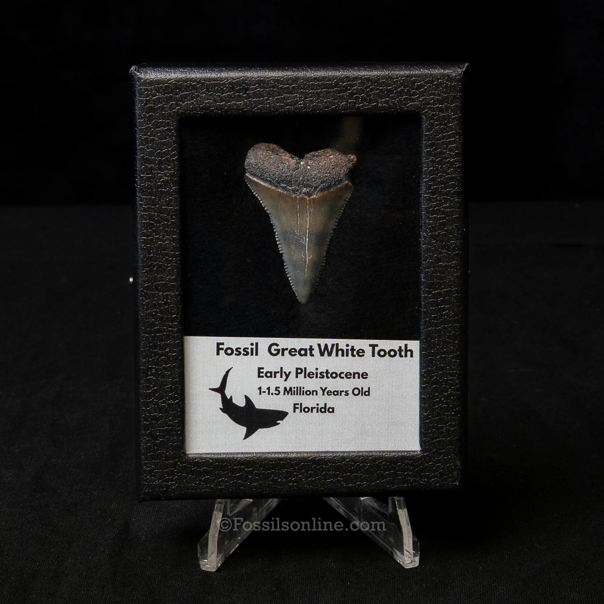 Florida Fossil Great White Tooth in Display Case - Image 3