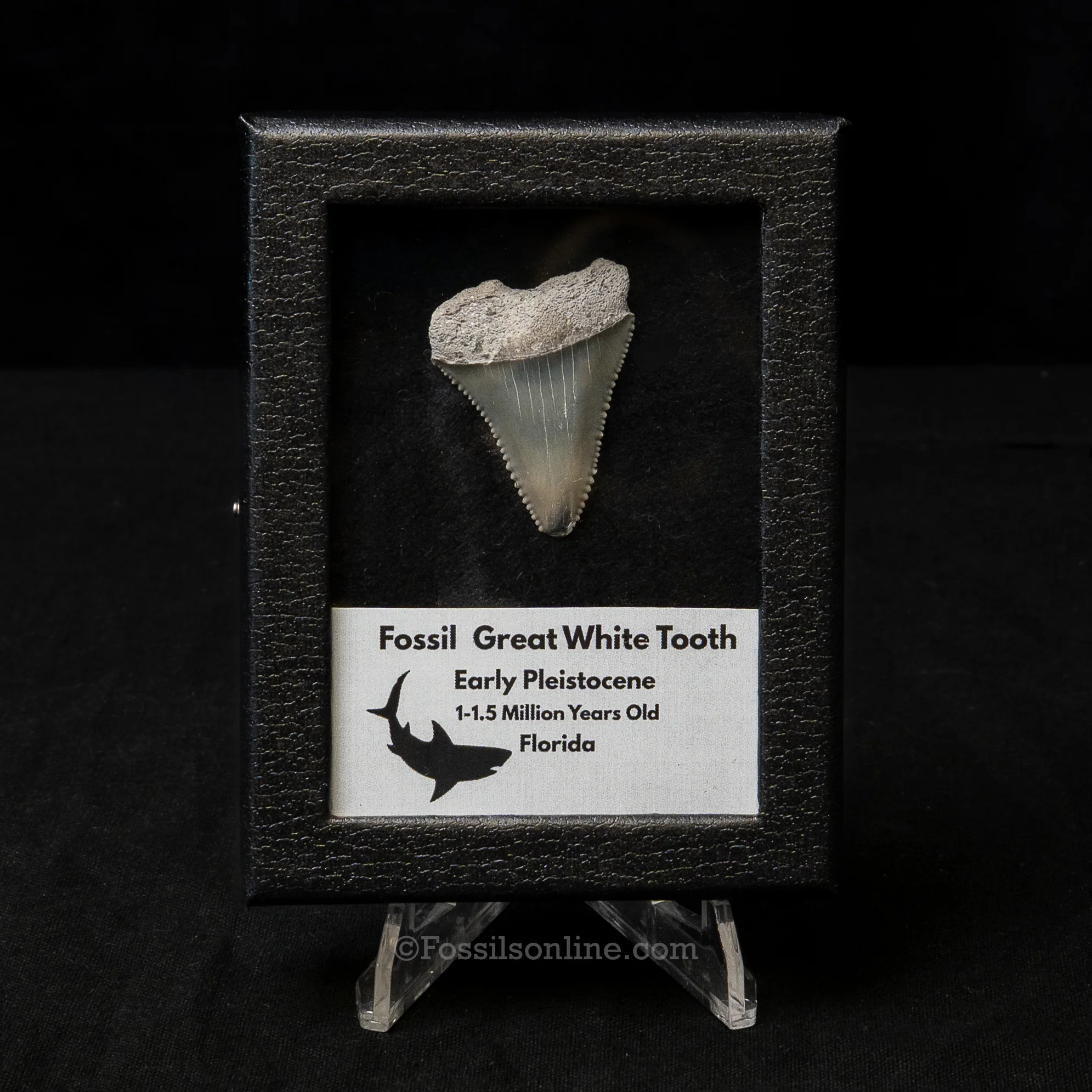 Florida Fossil Great White Tooth in Display Case - Image 4