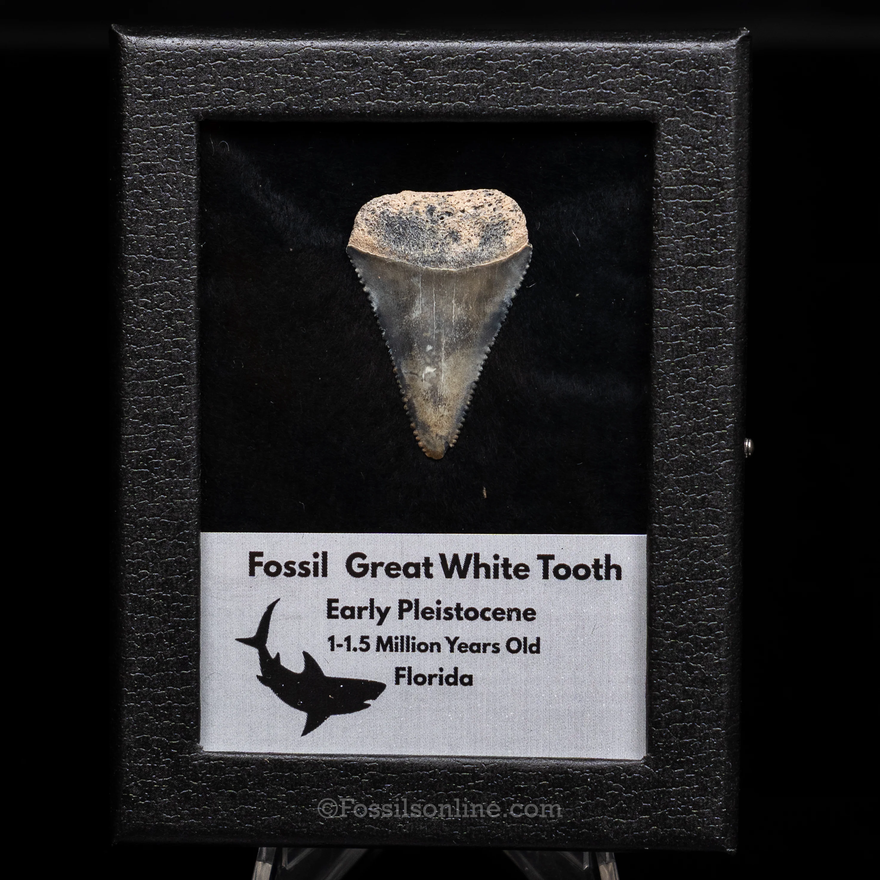 Florida Fossil Great White Tooth in Display Case - Image 5