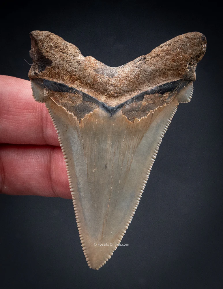 SC Angustidens 2.68" - Image 3