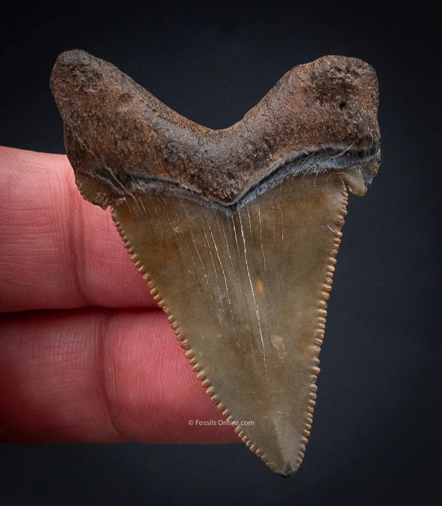 SC Angustidens 1.99" - Image 3
