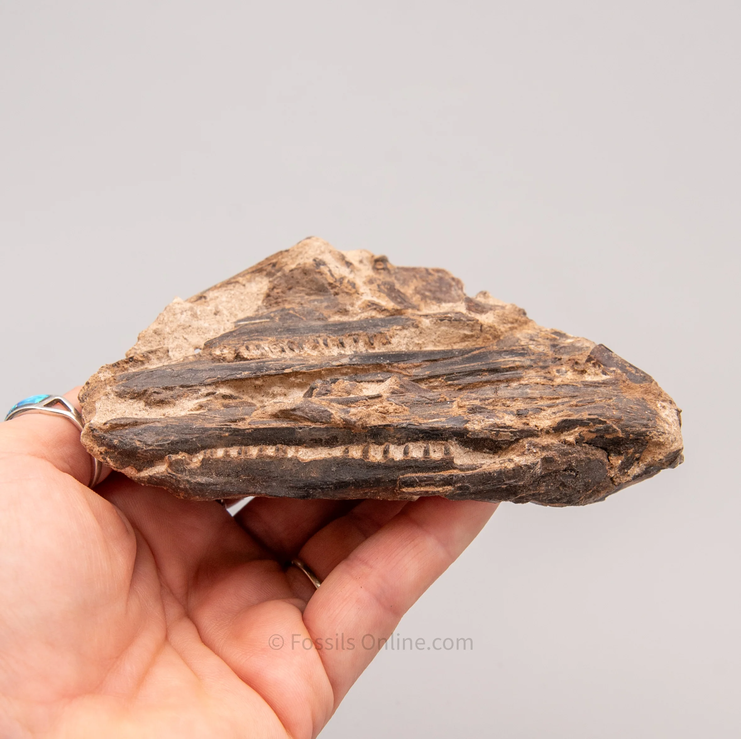 Fossil Cretaceous Fish Jaws in Matrix from Goulmina, Morocco - Image 3