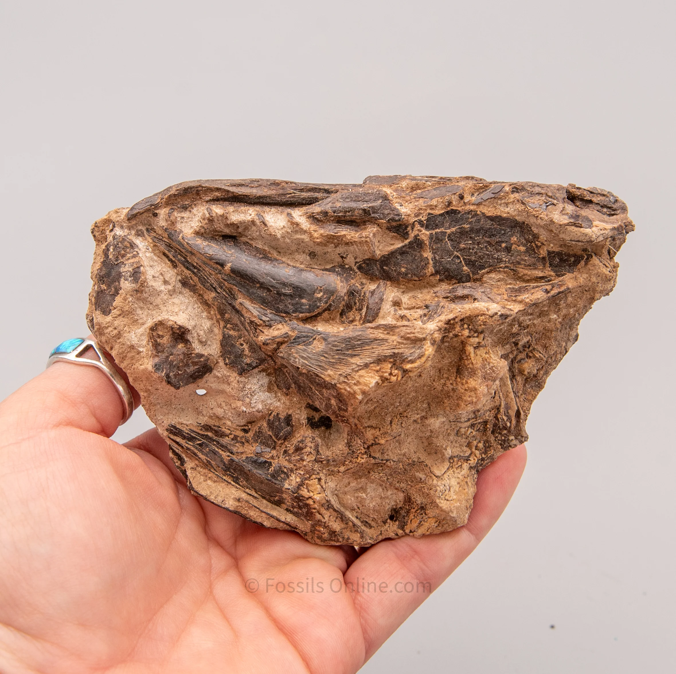 Fossil Cretaceous Fish Jaws in Matrix from Goulmina, Morocco - Image 4
