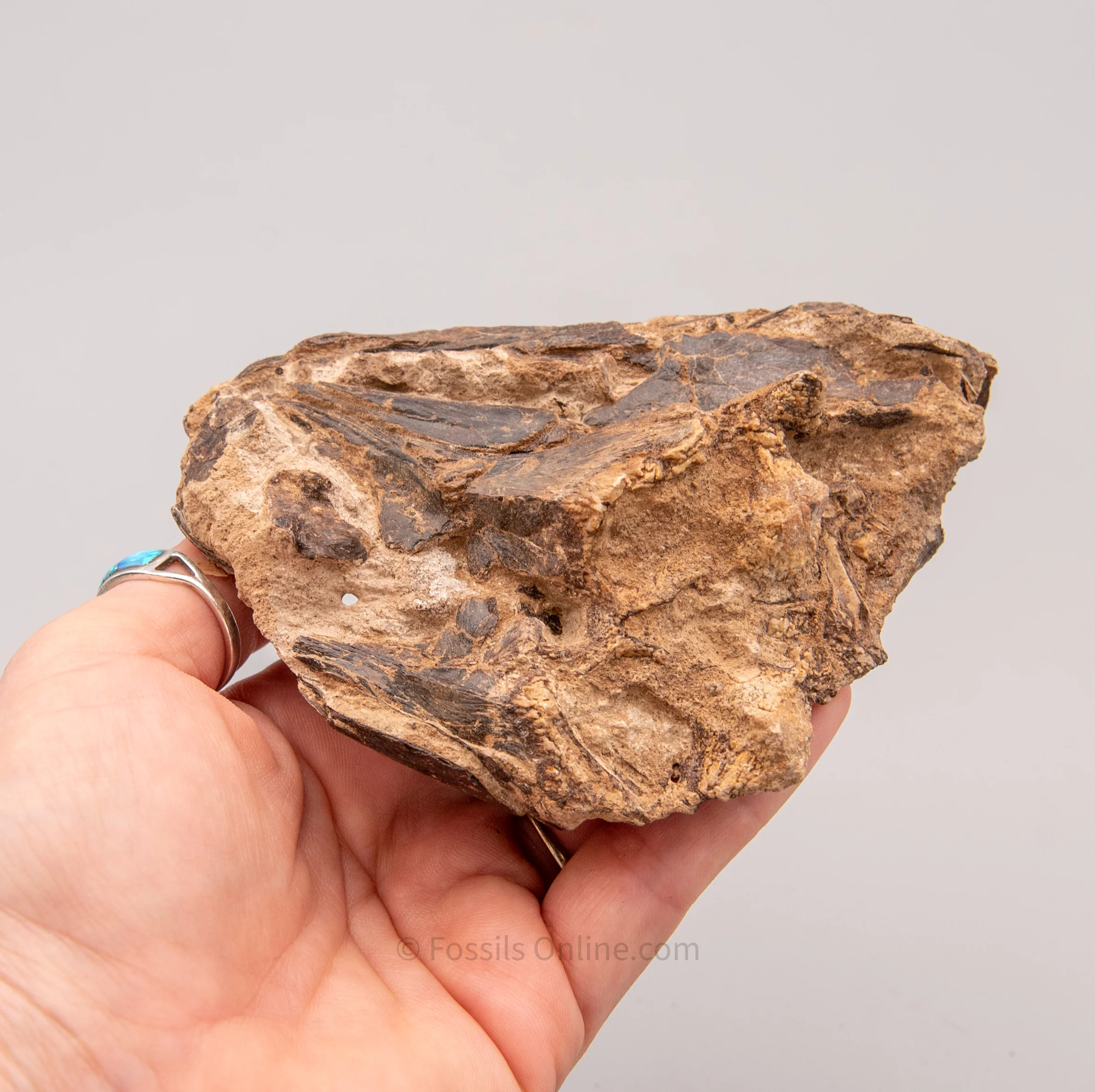 Fossil Cretaceous Fish Jaws in Matrix from Goulmina, Morocco - Image 5