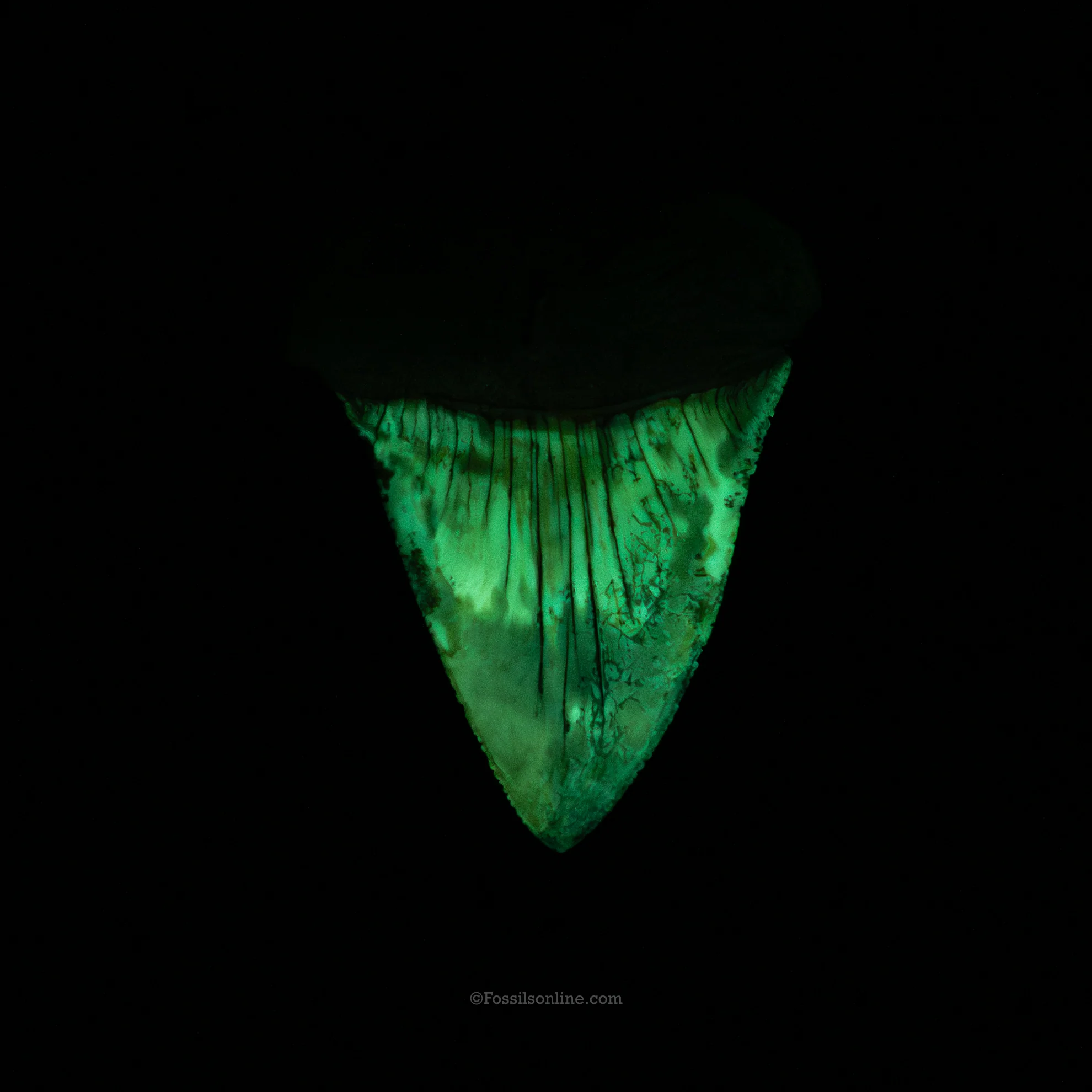Fossil Great White 2.50" Baja California - Image 3