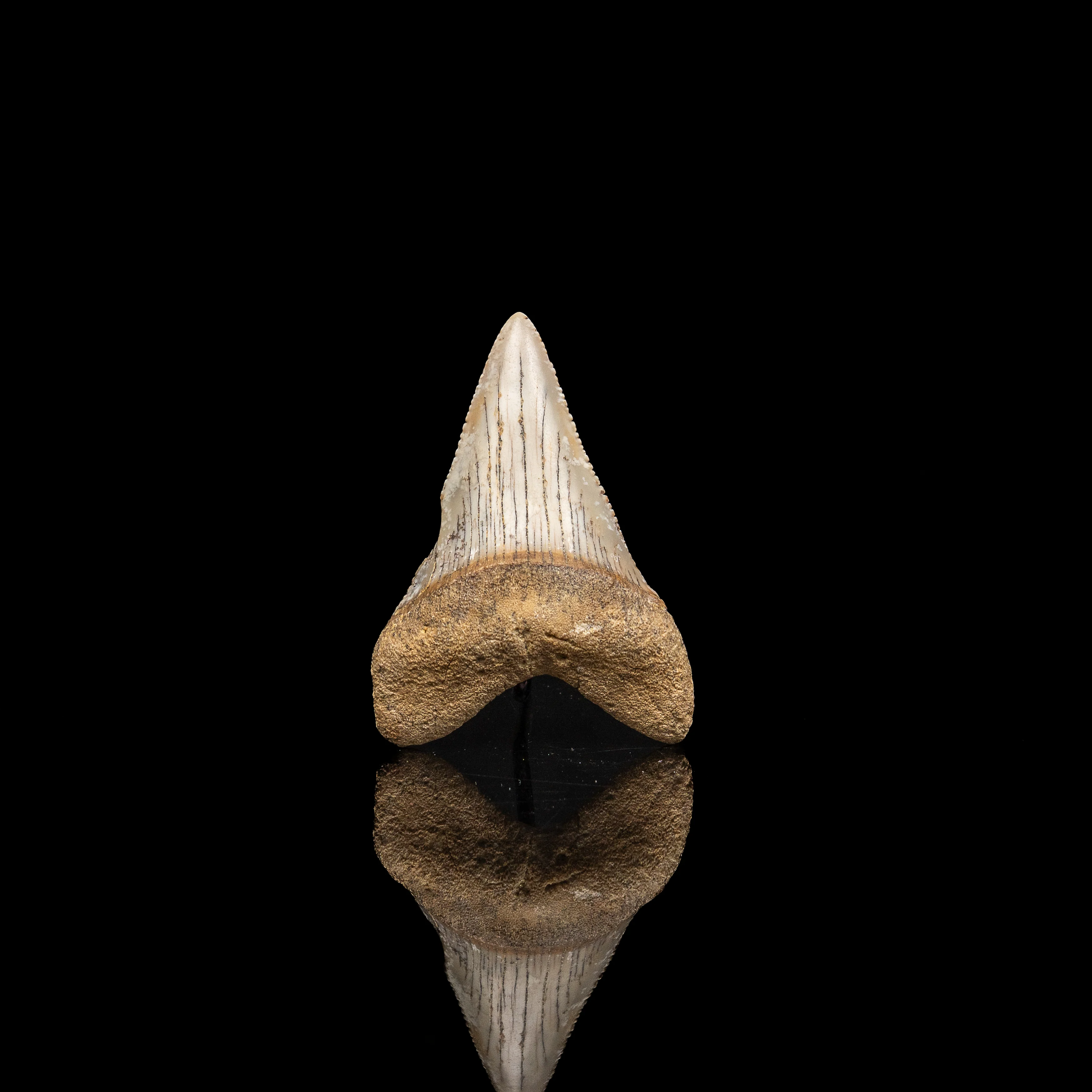 Fossil Great White 2.51" Baja California - Image 3