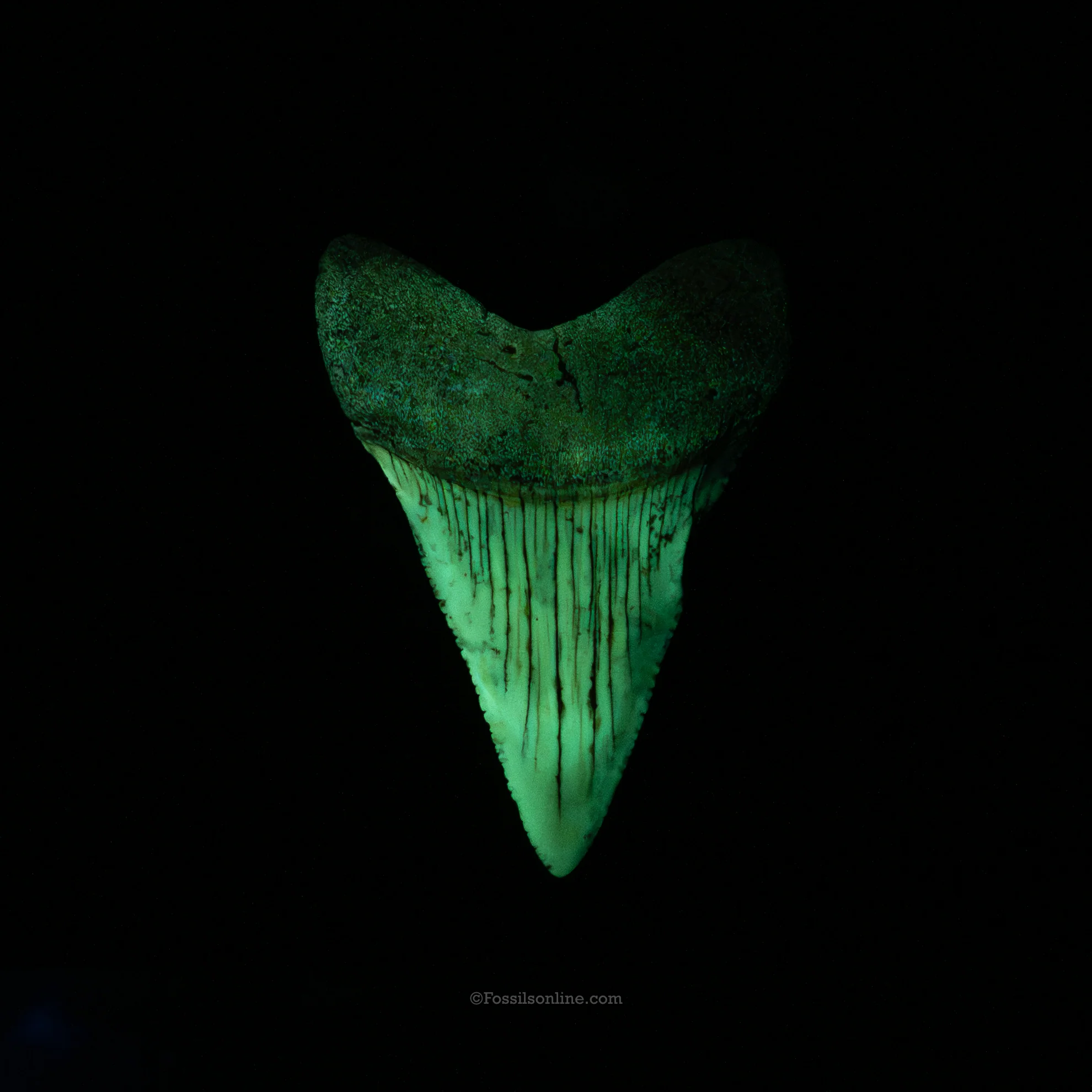 Fossil Great White 2.51" Baja California - Image 4