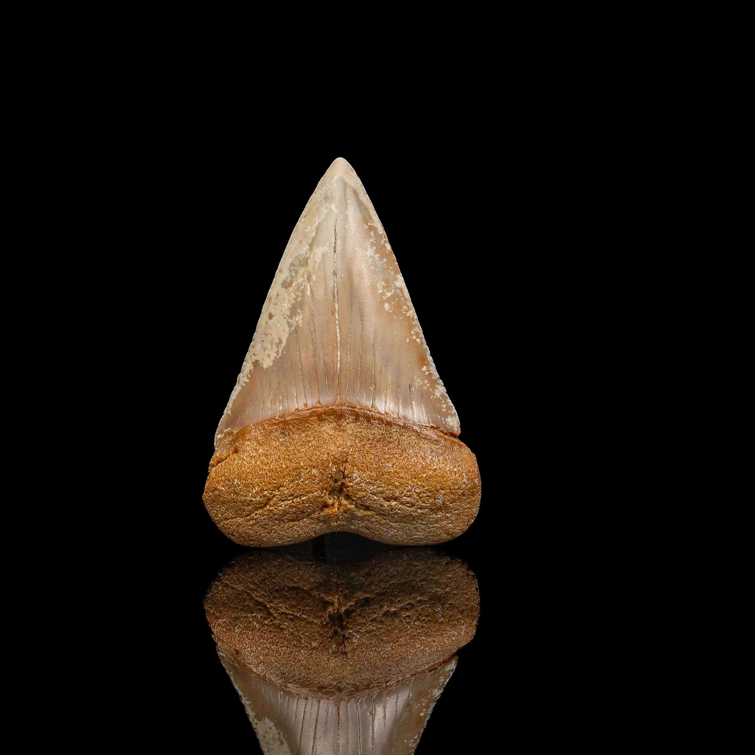 Fossil Great White 2.61" Baja California - Image 3