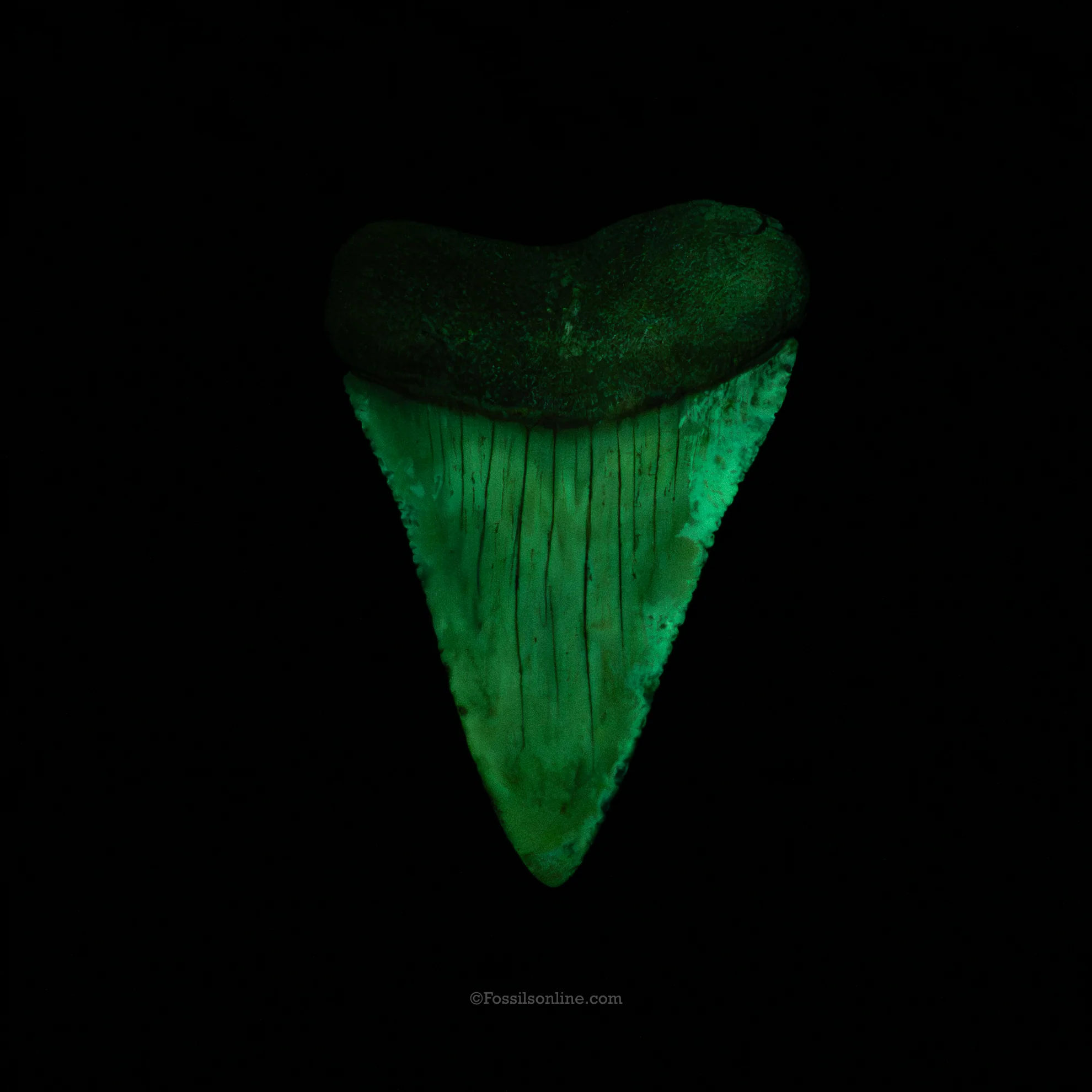 Fossil Great White 2.61" Baja California - Image 4