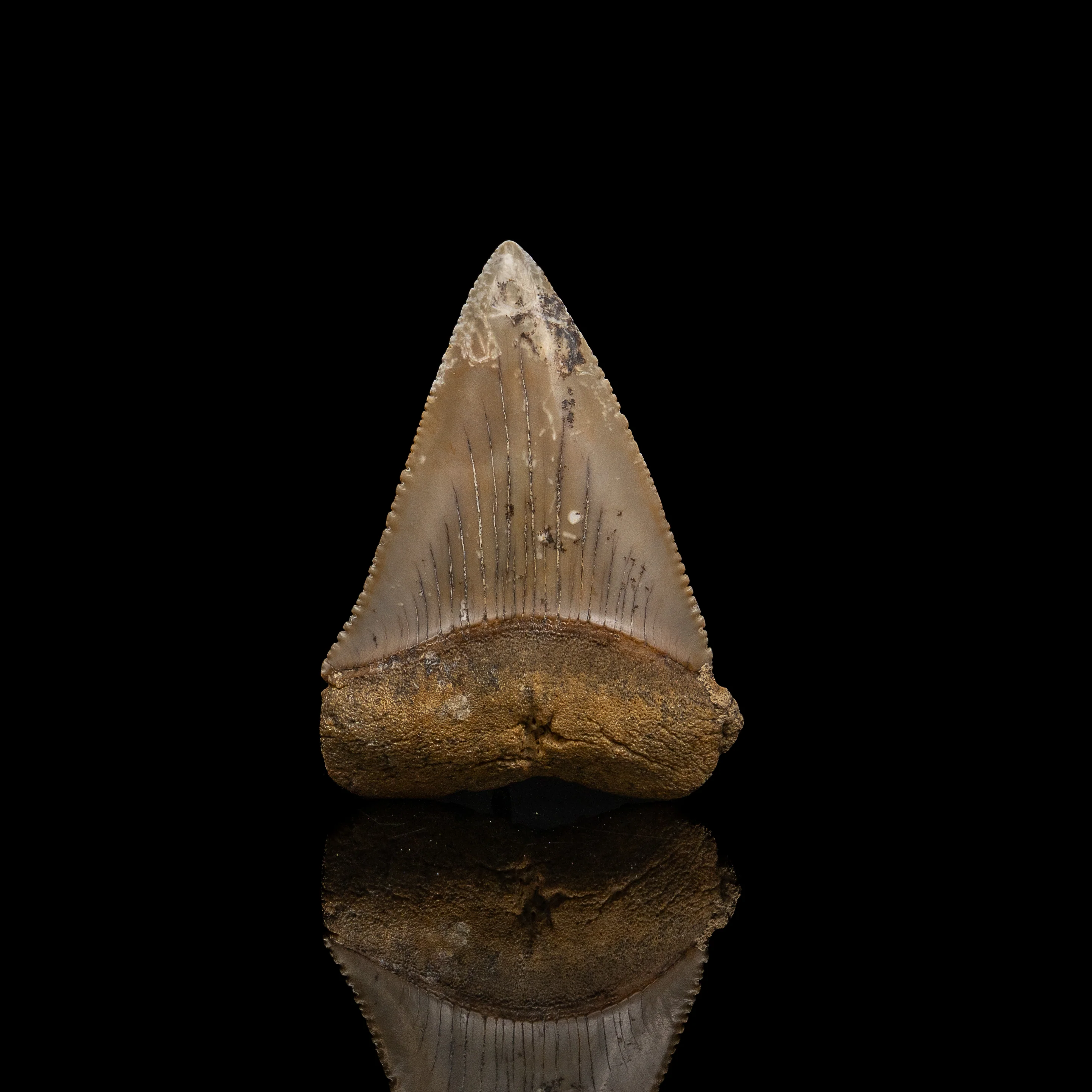 Fossil Great White 2.60" Baja California - Image 3