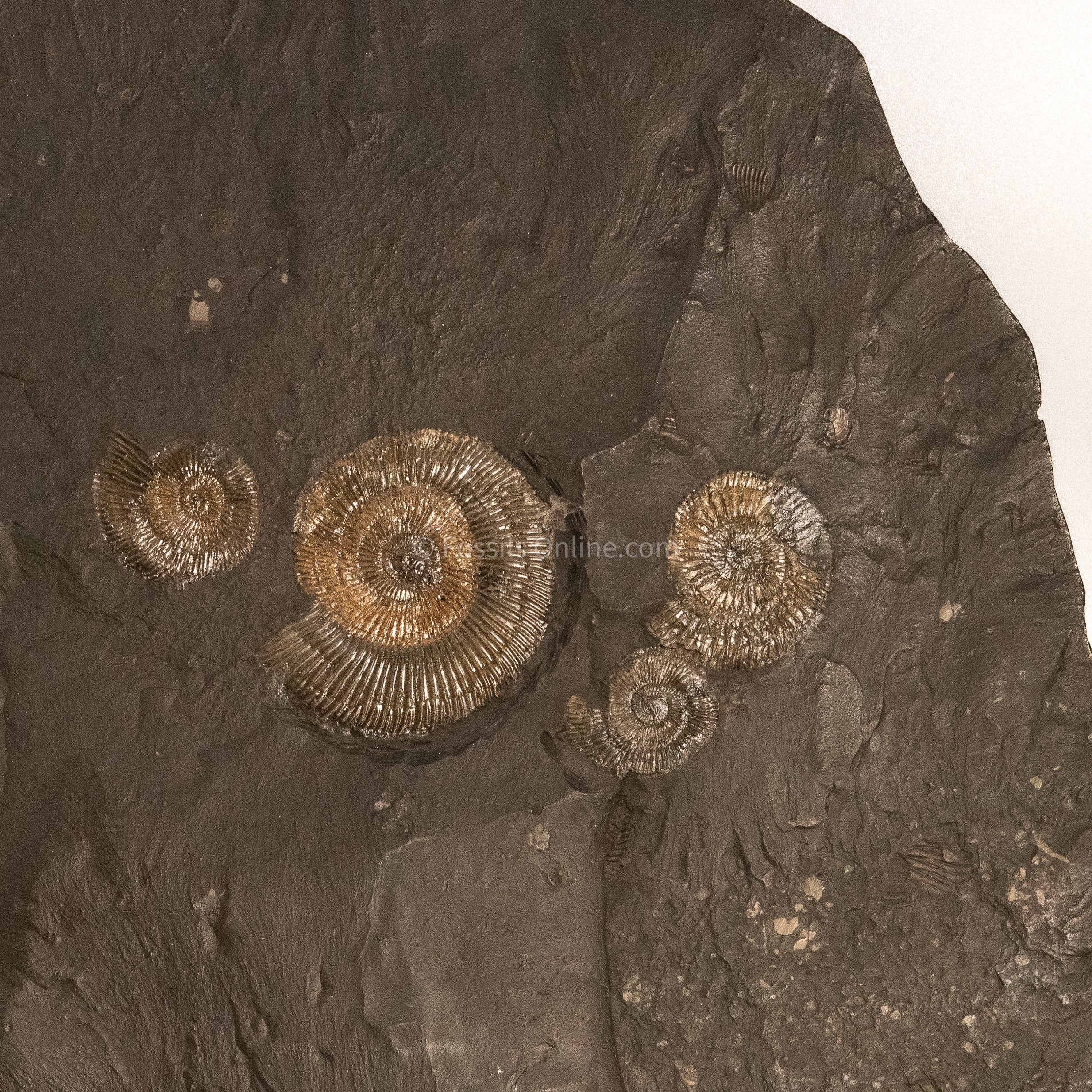 Fossil Holzmaden Ammonite Cluster Jurassic Germany - Image 3