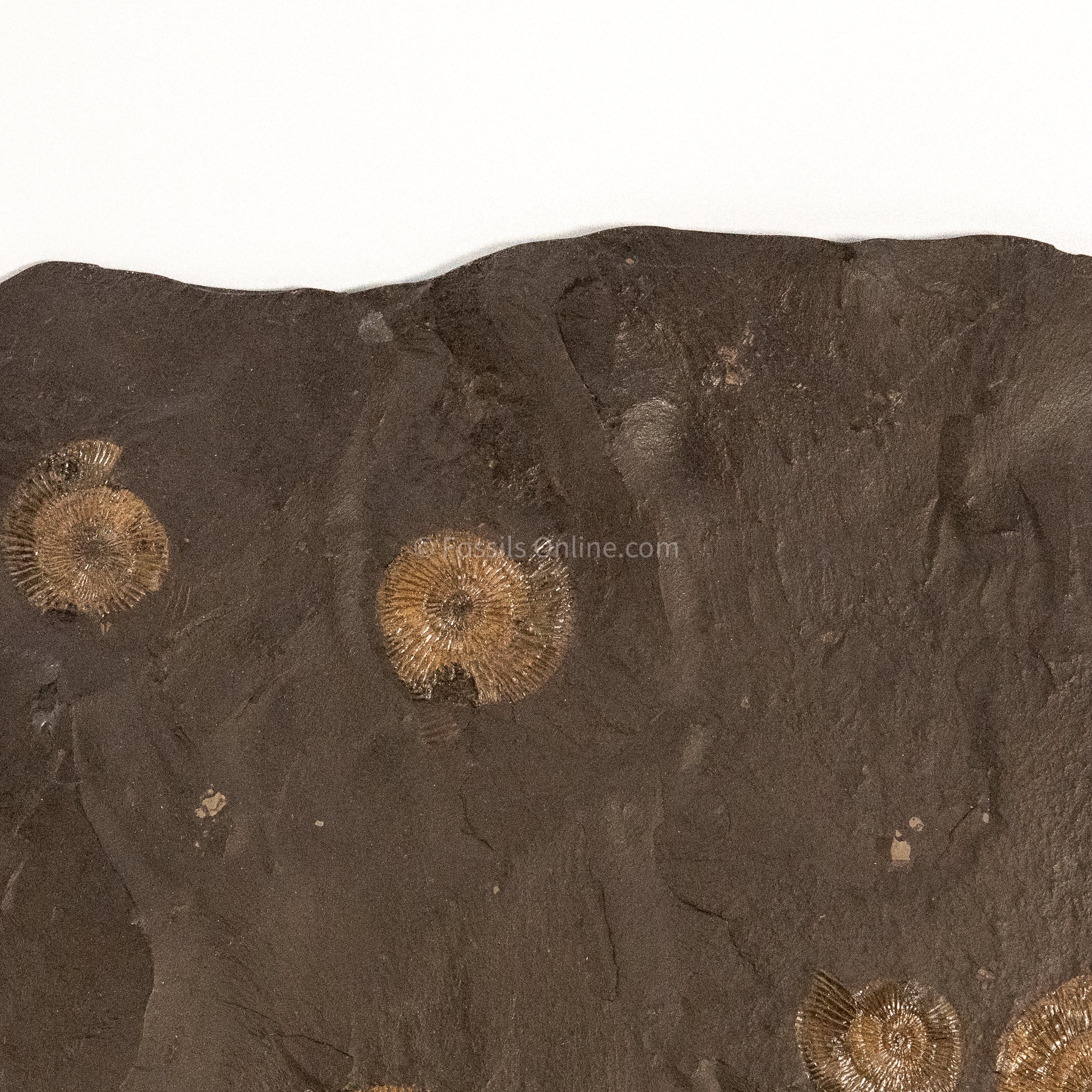 Fossil Holzmaden Ammonite Cluster Jurassic Germany - Image 4