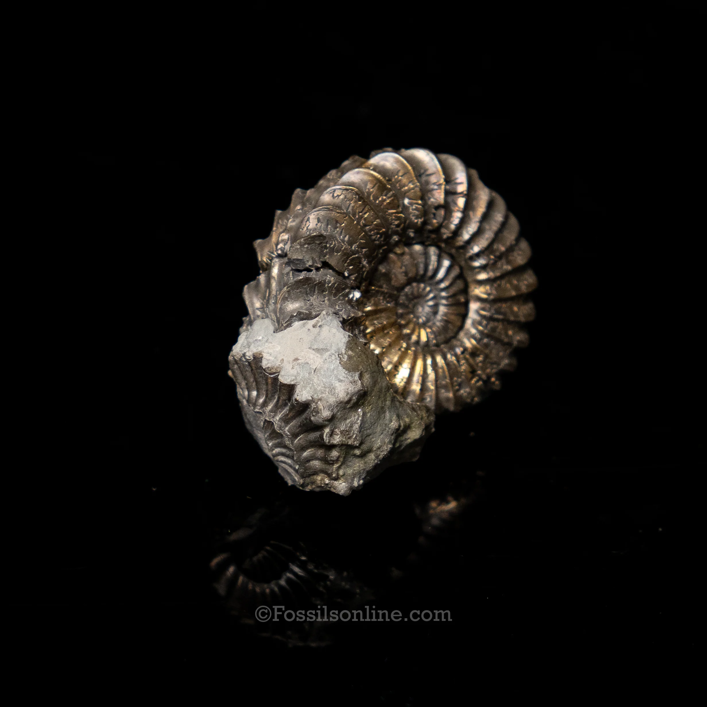Fossil Pyritized Ammonite  Pleuroceras Cluster Jurassic Germany - Image 3