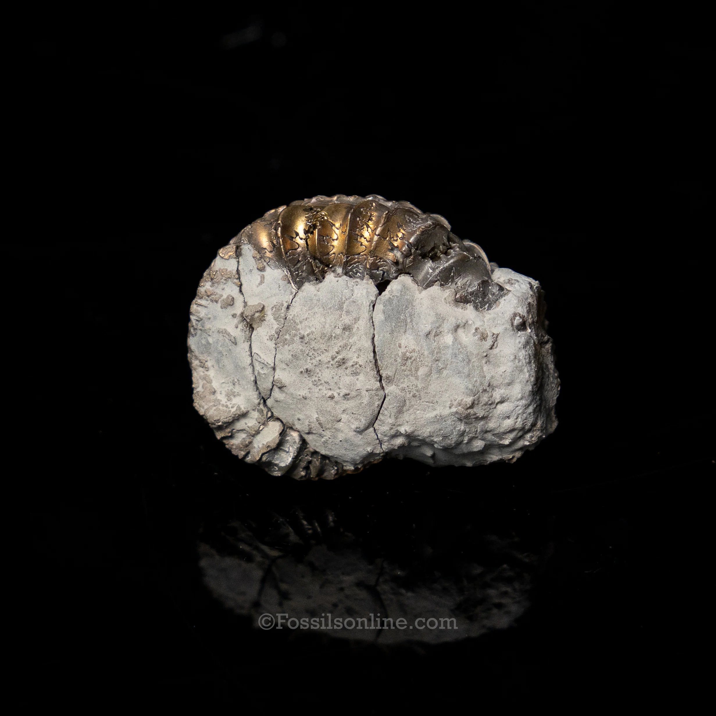 Fossil Pyritized Ammonite  Pleuroceras Cluster Jurassic Germany - Image 4