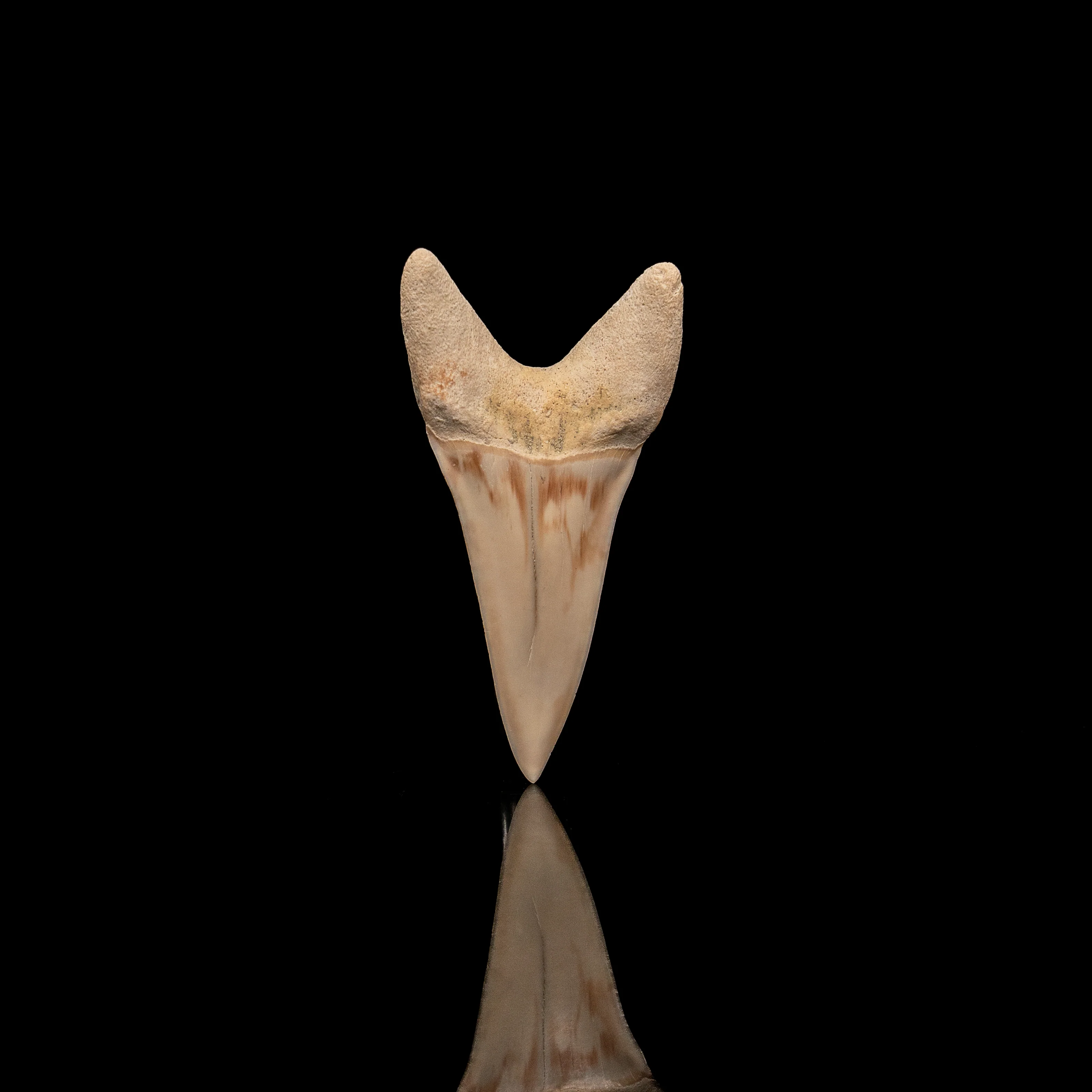 Gem Bakersfield Mako 2.20". - Image 2