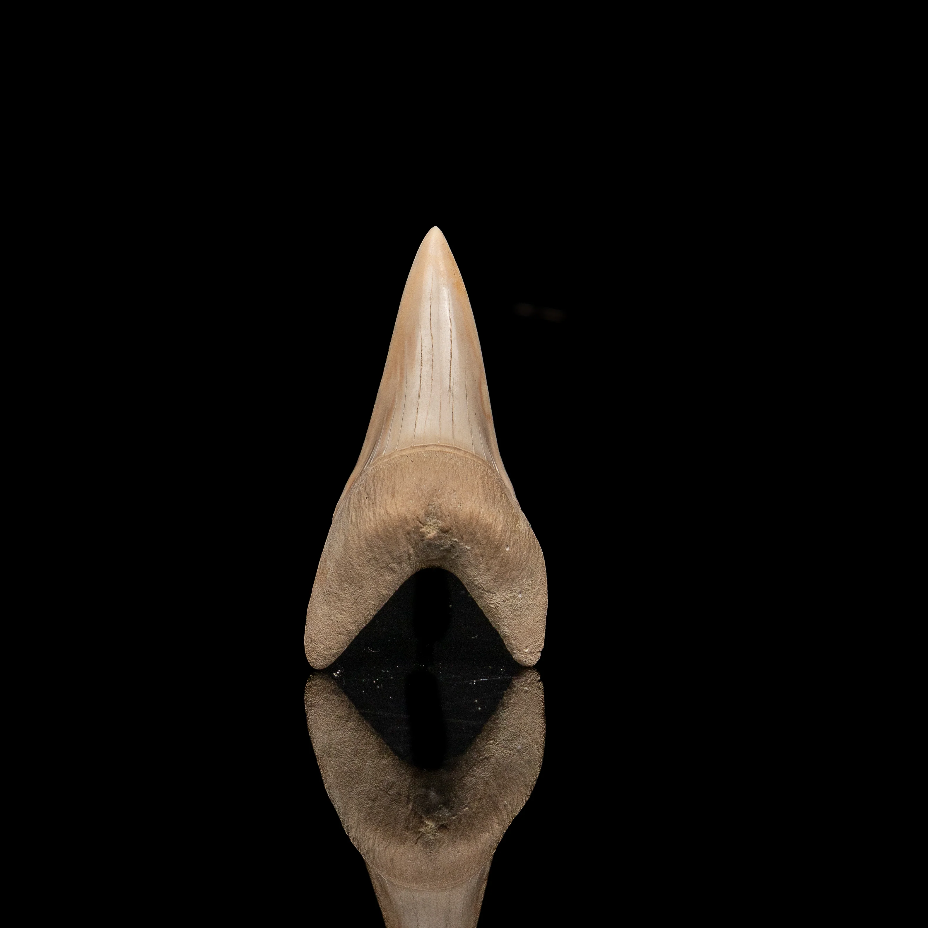 Gem Bakersfield Mako 2.20". - Image 3