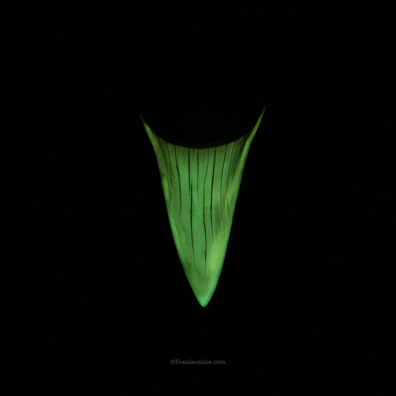 Gem Bakersfield Mako 2.20". - Image 5
