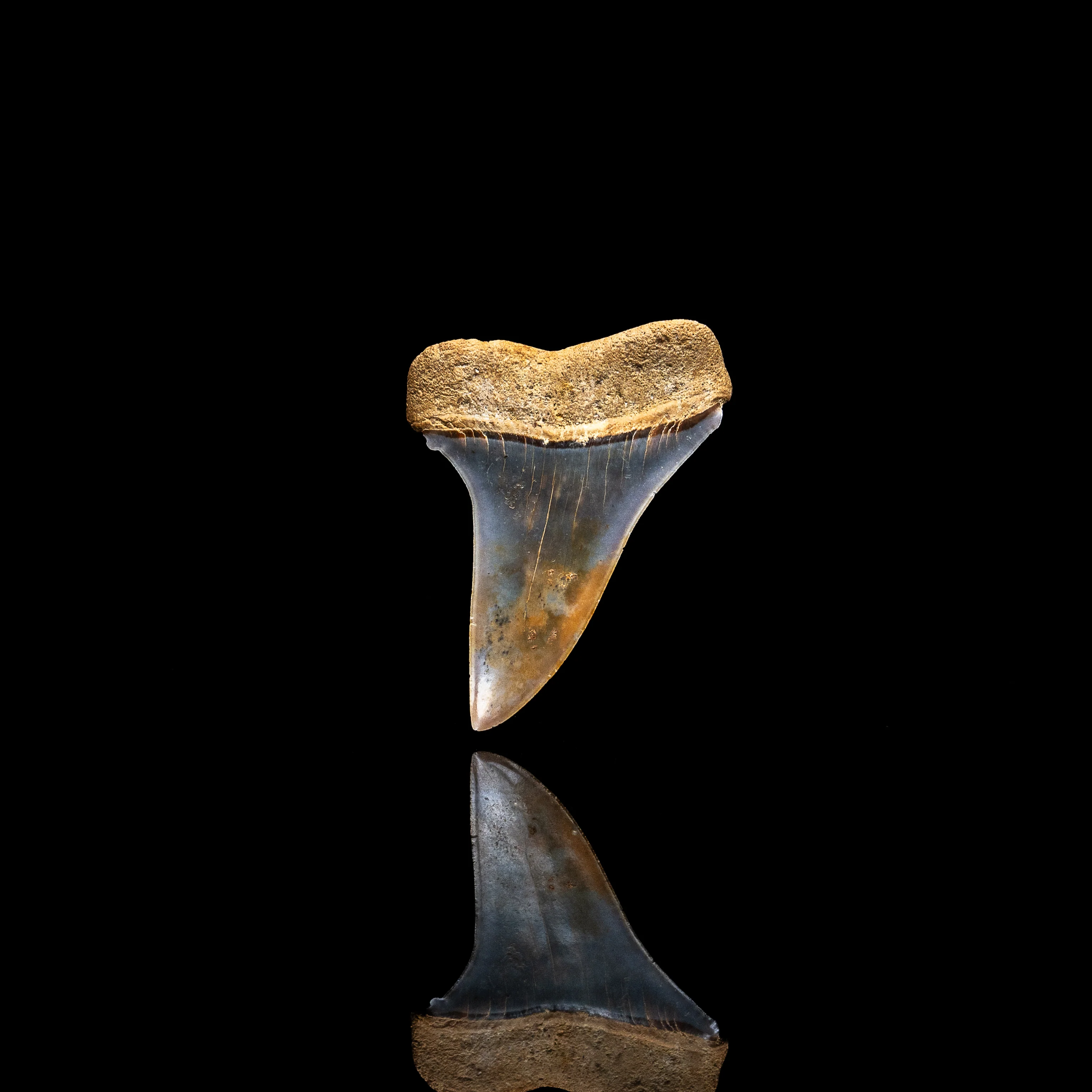 Gem Chilean Mako 1.82" - Image 2