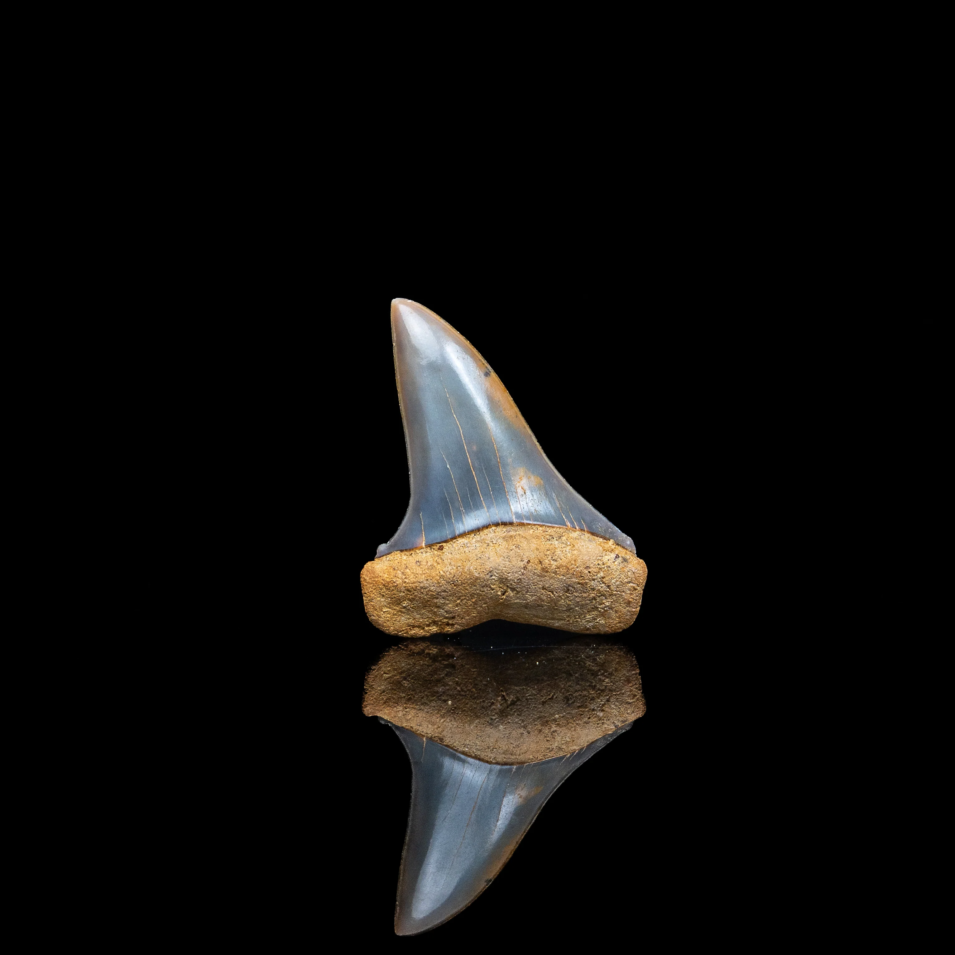 Gem Chilean Mako 1.82" - Image 3