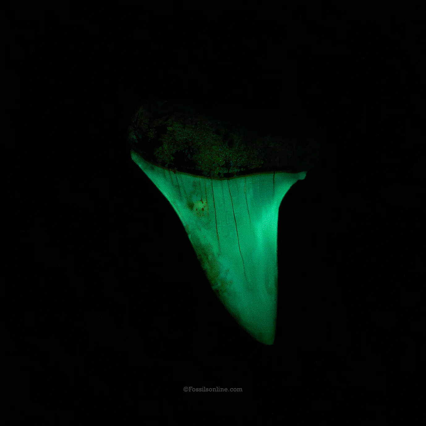 Gem Chilean Mako 1.82" - Image 4