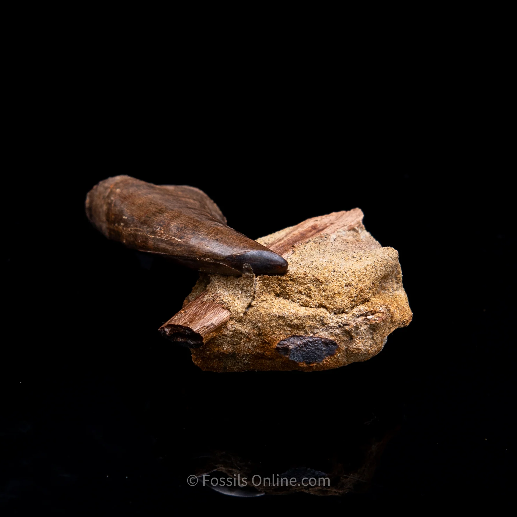 Genuine Serrated Tyrannosaur Tooth in Matrix  2.41" - Image 4