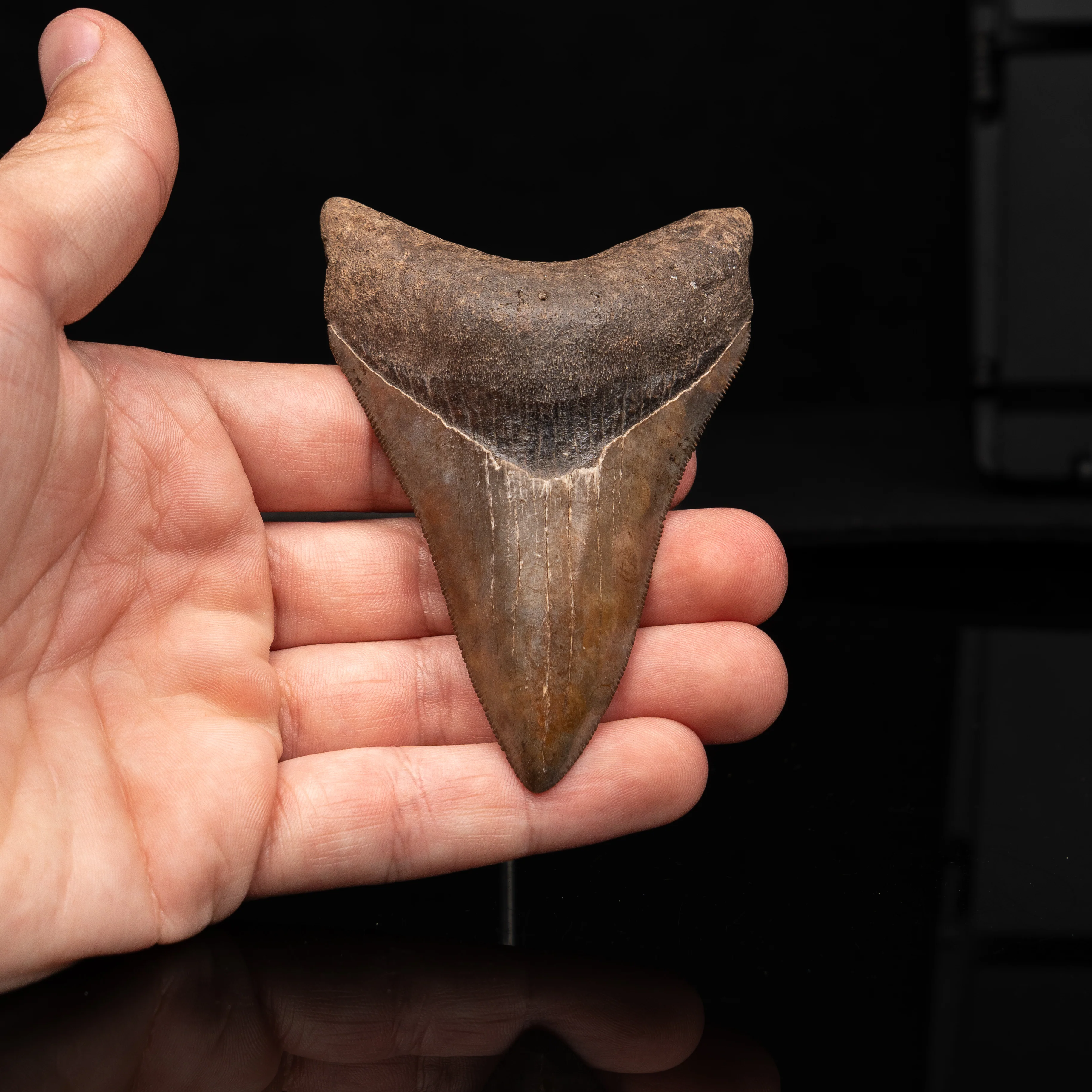 Georgia Megalodon 3.59"