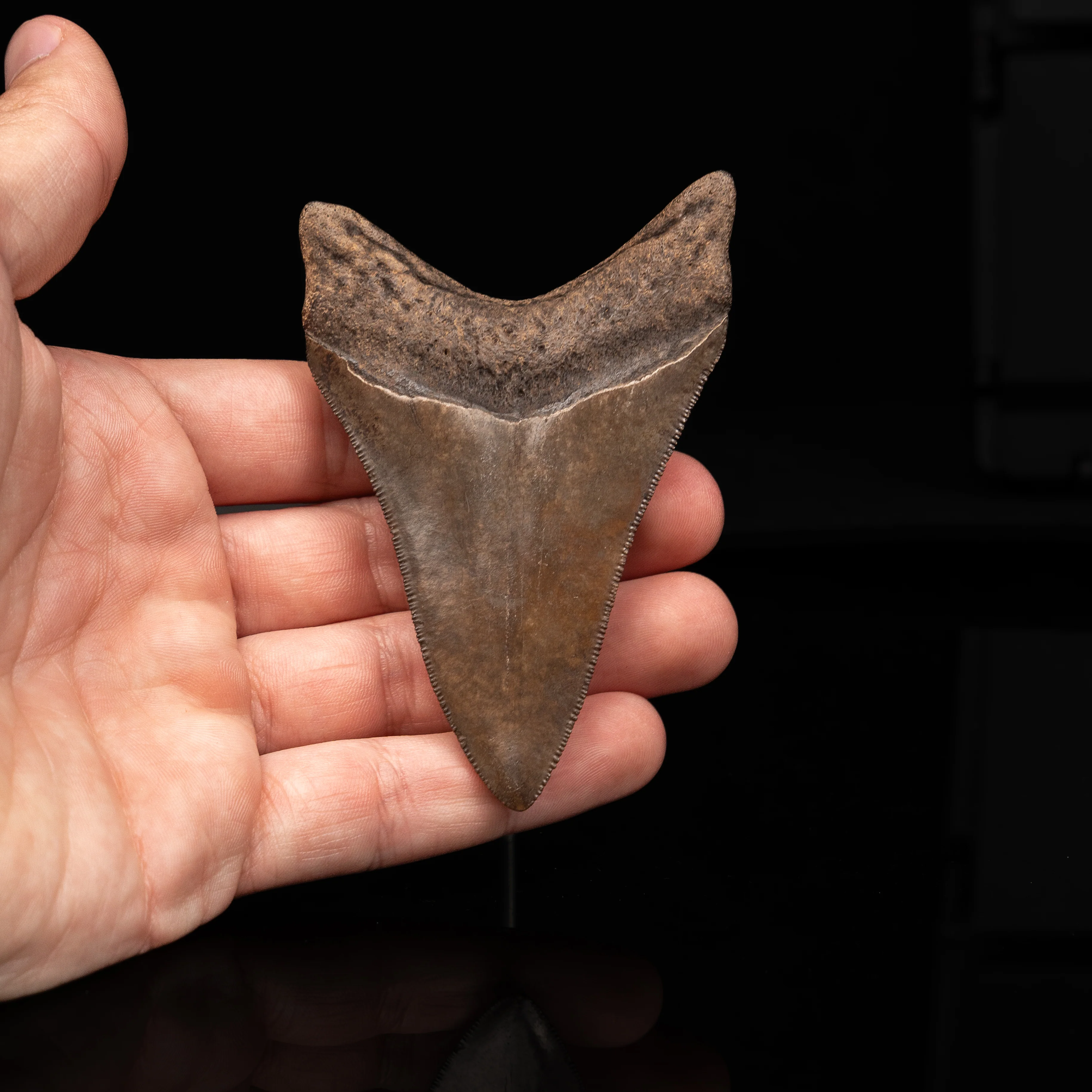 Georgia Megalodon 3.59" - Image 2