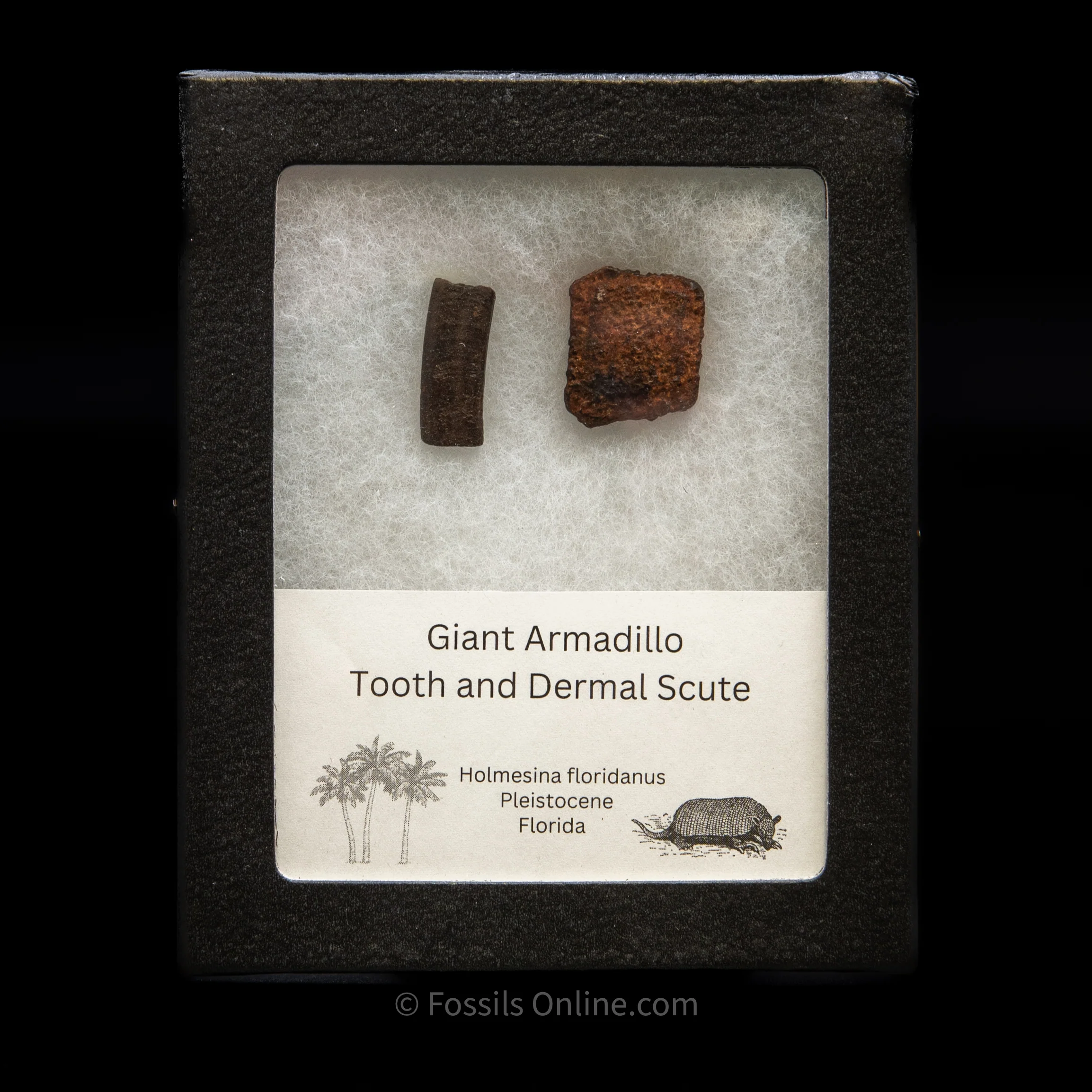 Giant Armadillo Tooth and Scute Set - Image 3