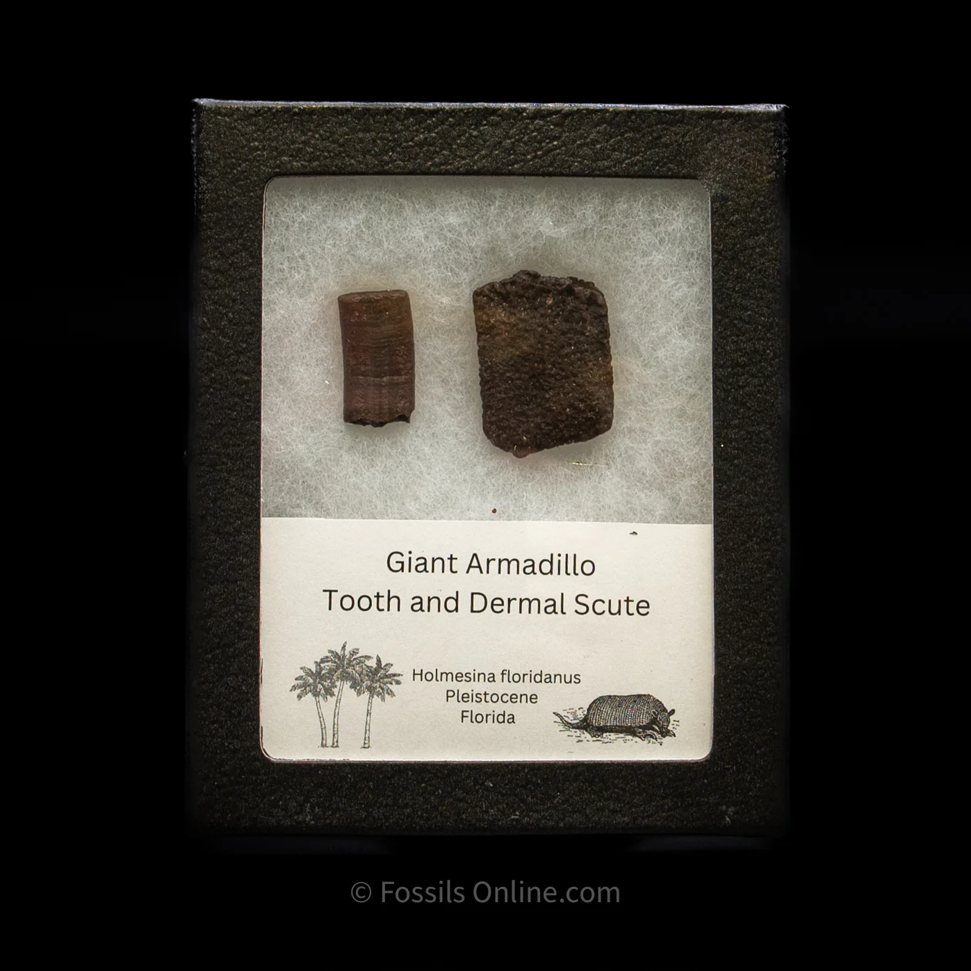 Giant Armadillo Tooth and Scute Set - Image 4