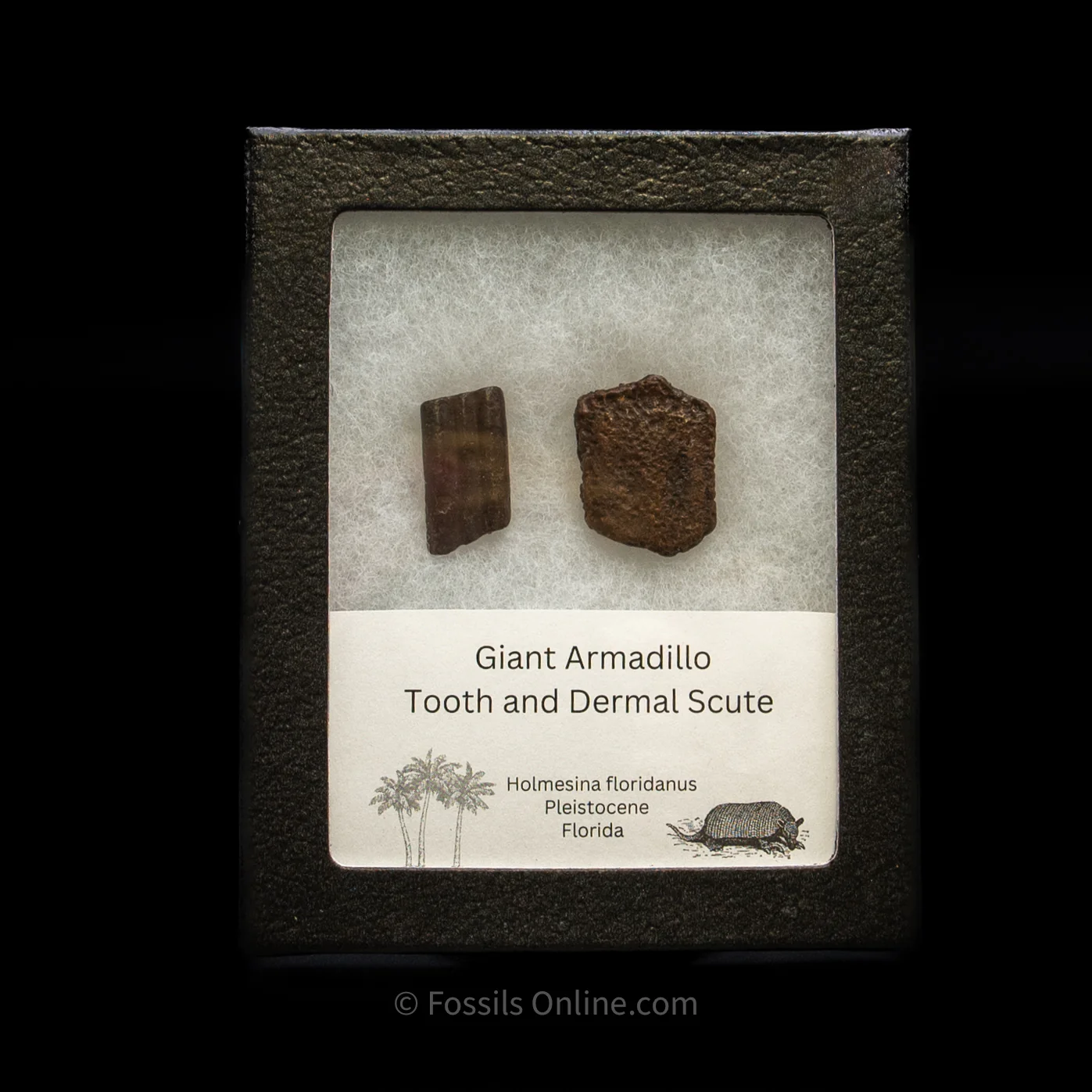 Giant Armadillo Tooth and Scute Set - Image 5