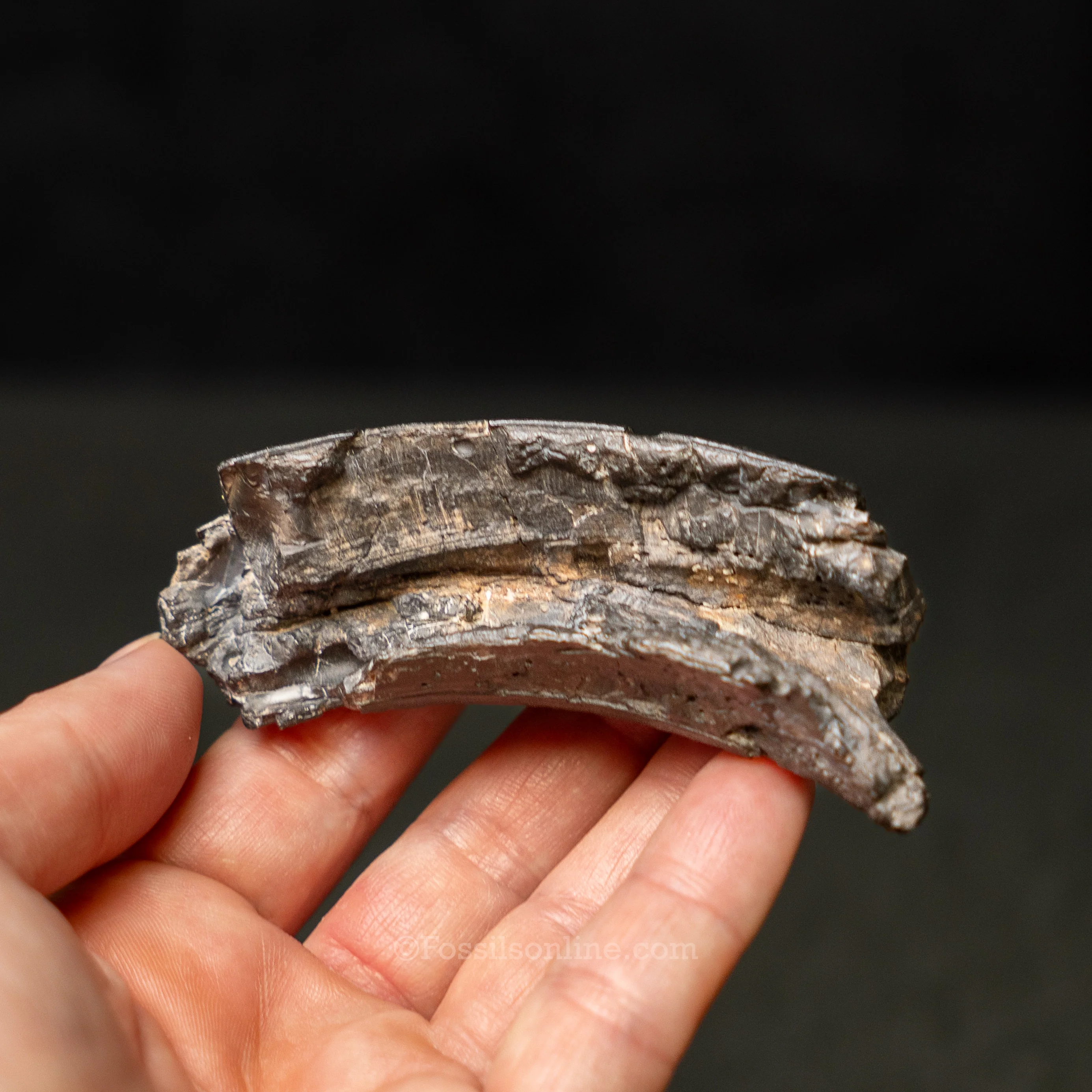 Giant Beaver Incisor - Image 3