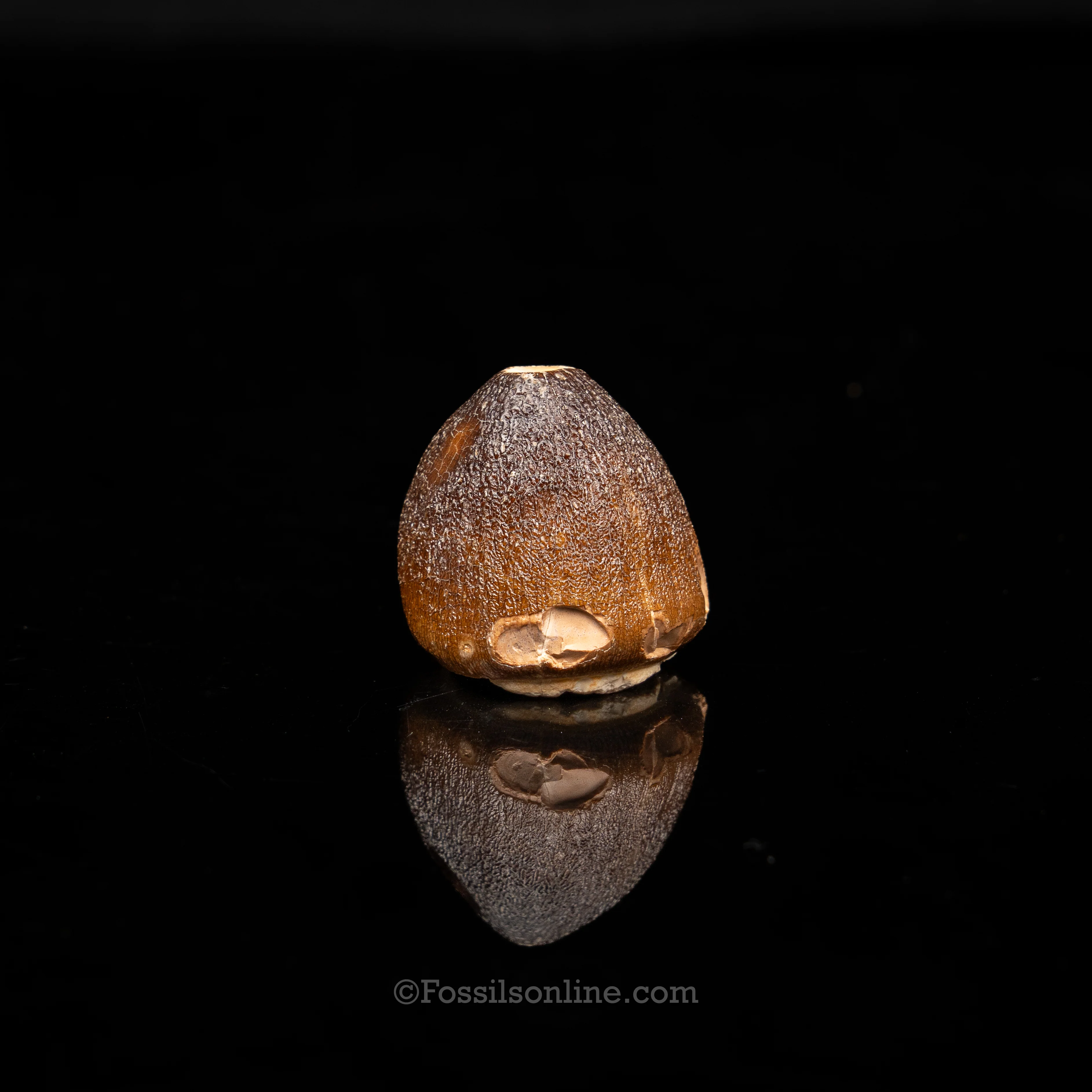 Globidens Tooth - Image 2