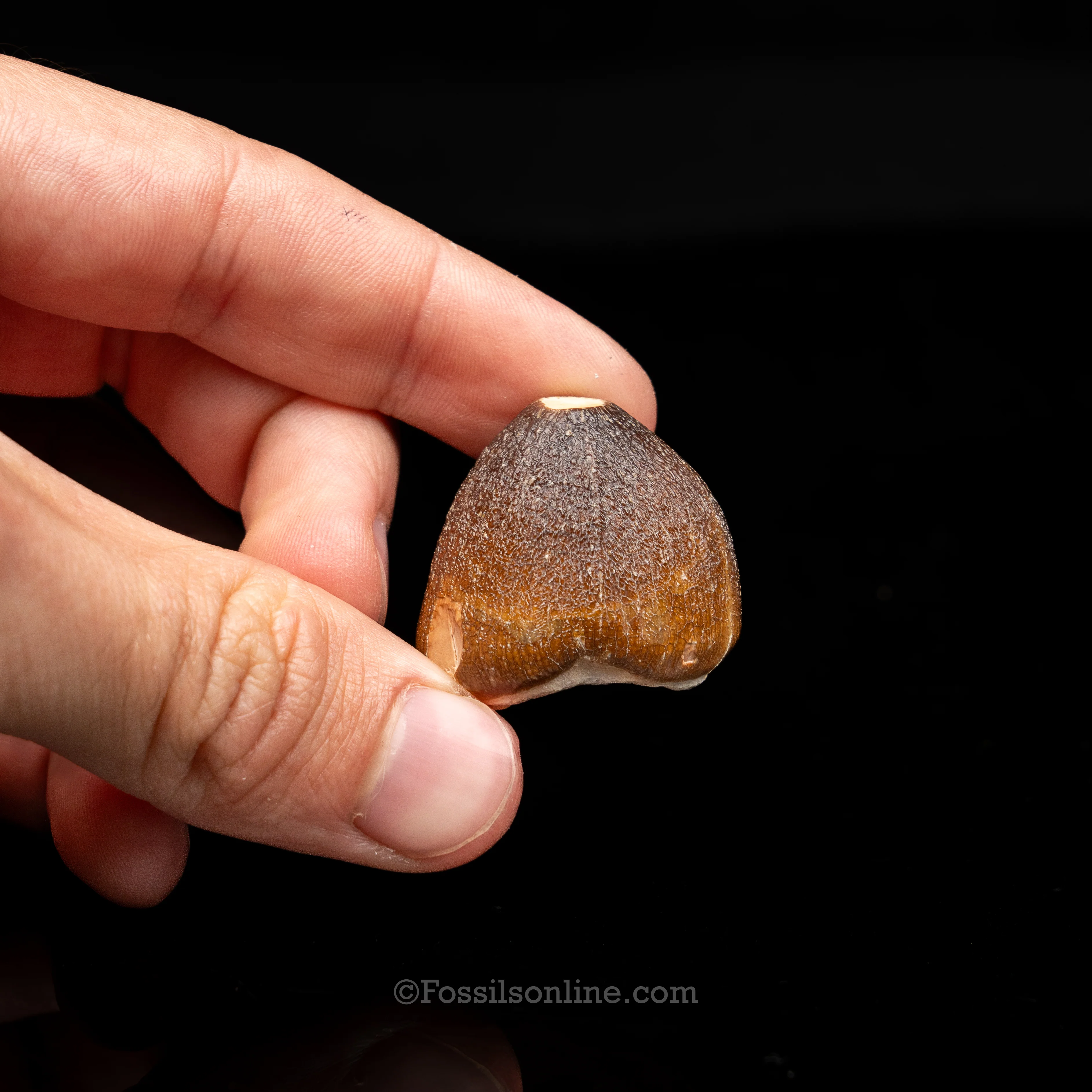 Globidens Tooth - Image 3