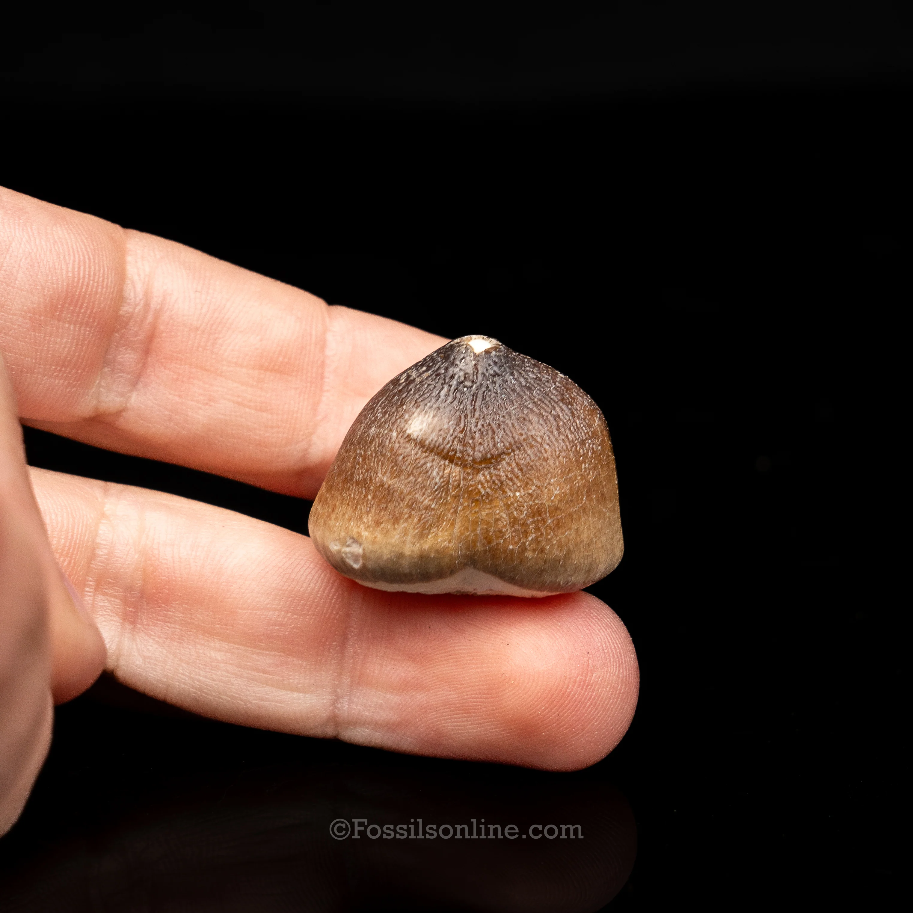 Globidens Tooth - Image 3