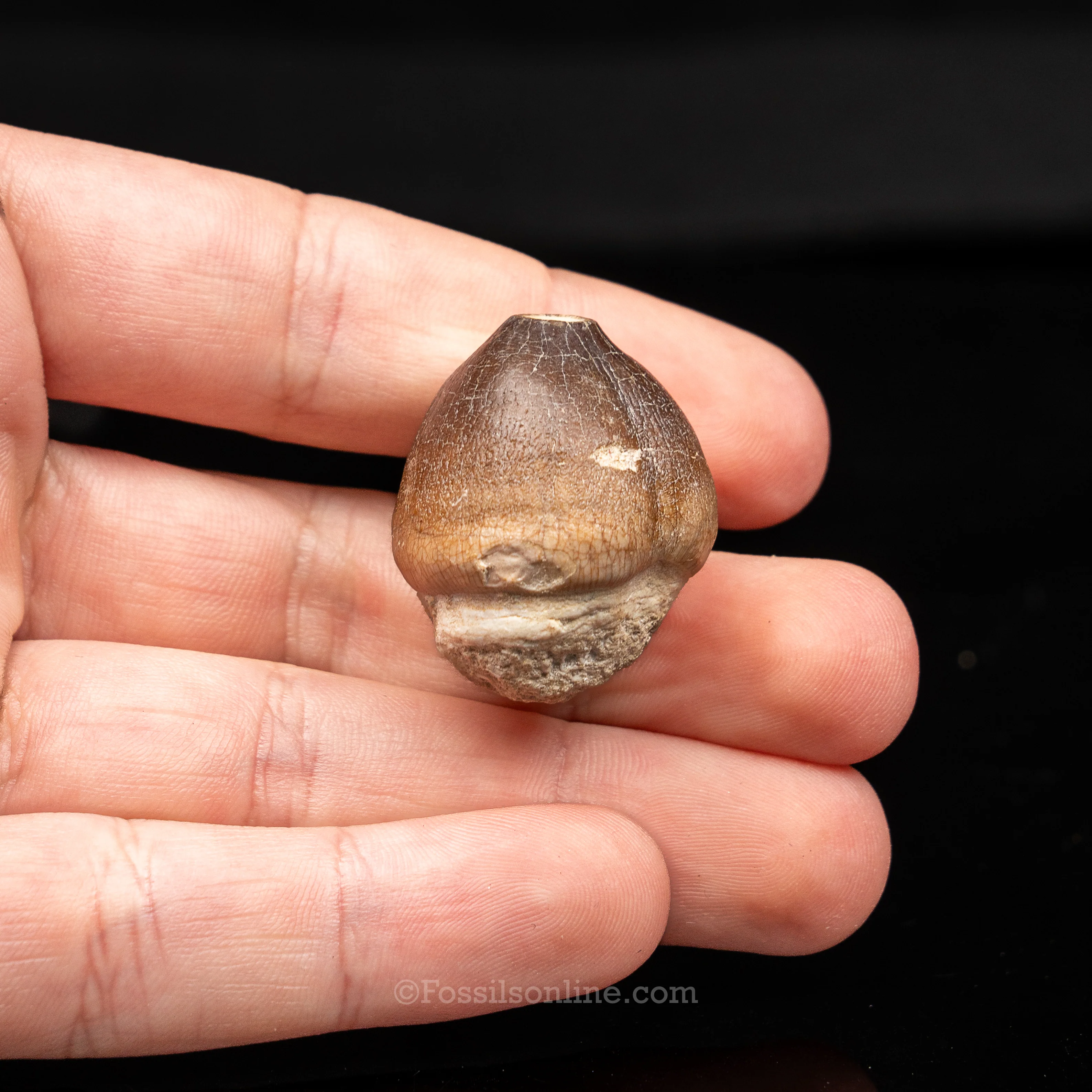 Globidens Tooth - Image 2