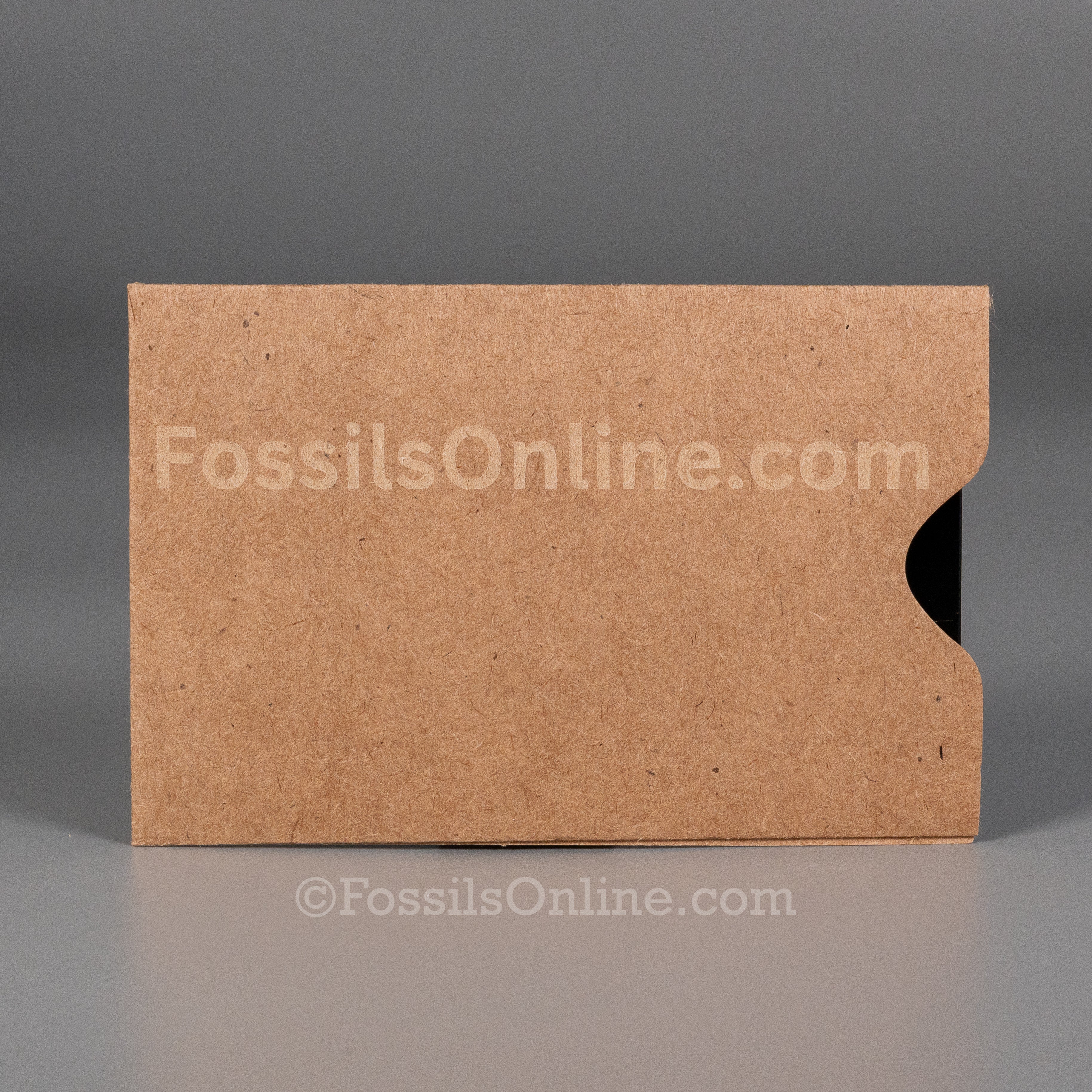 Allosaurus Fossil ID Card - Image 5