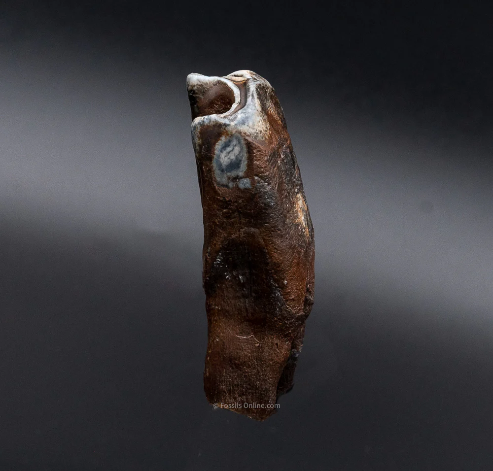 Juvenile Woolly Rhino Tooth w/ Roots - Image 3